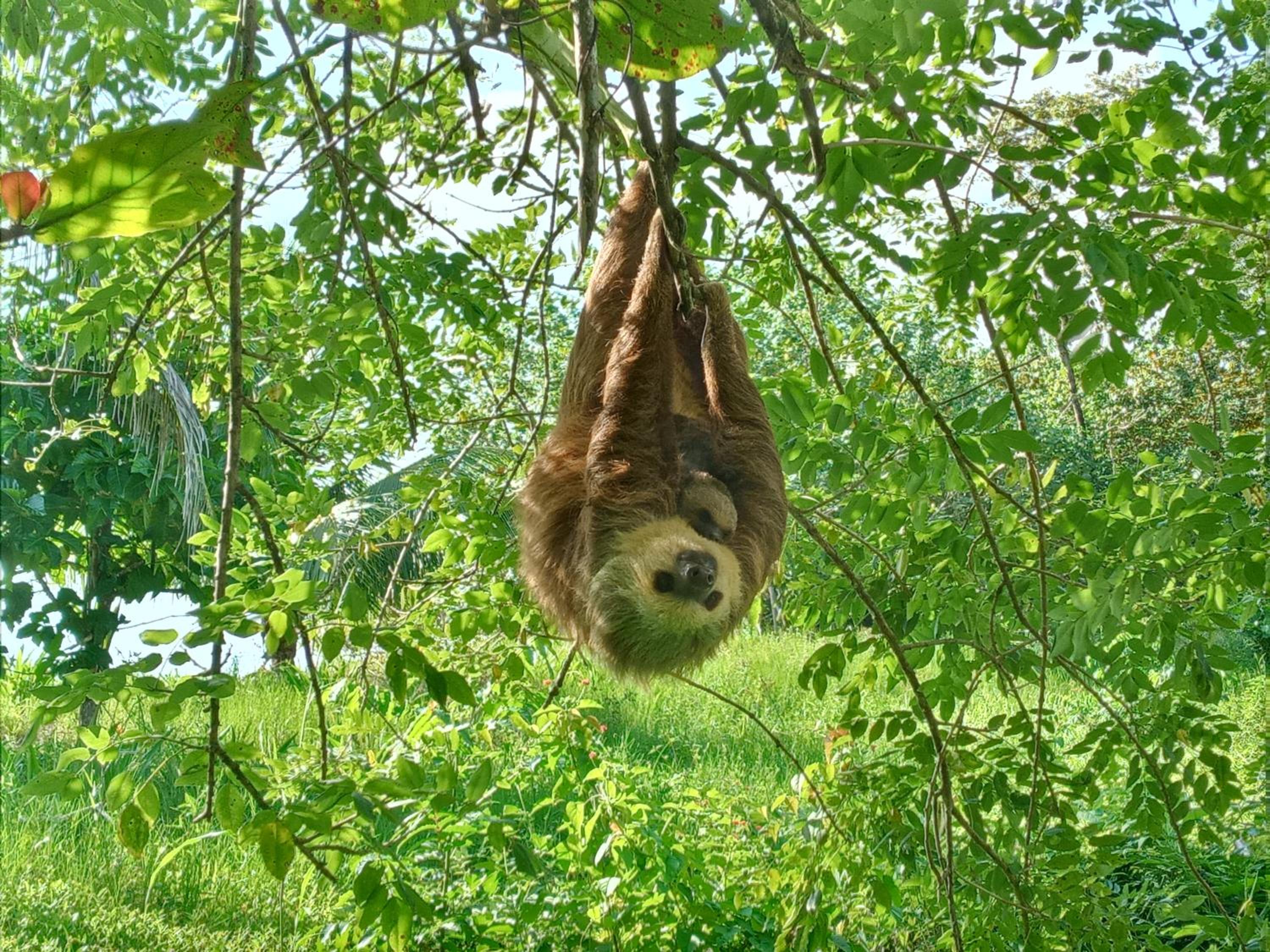 Jungle Paunch view 2