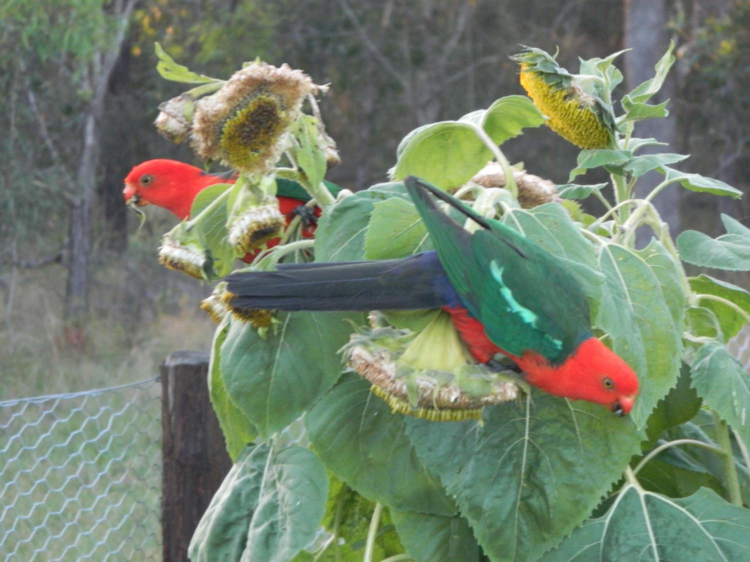 Cherry Mango Guesthouse - Property Image 12