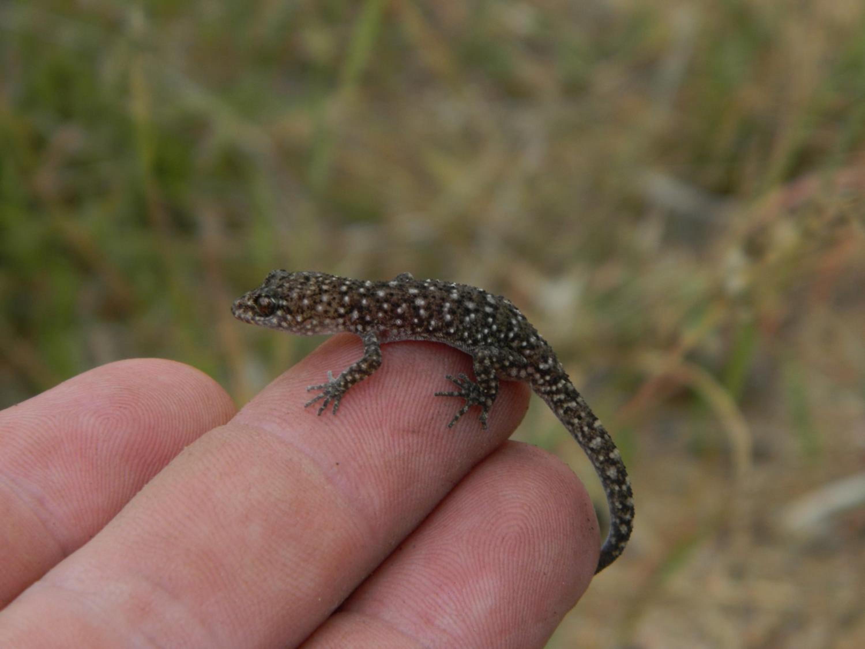 Cherry Mango Guesthouse - Property Image 14