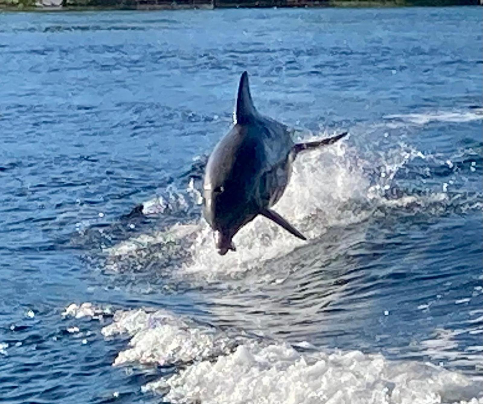 Dolphin Bay Hideaway