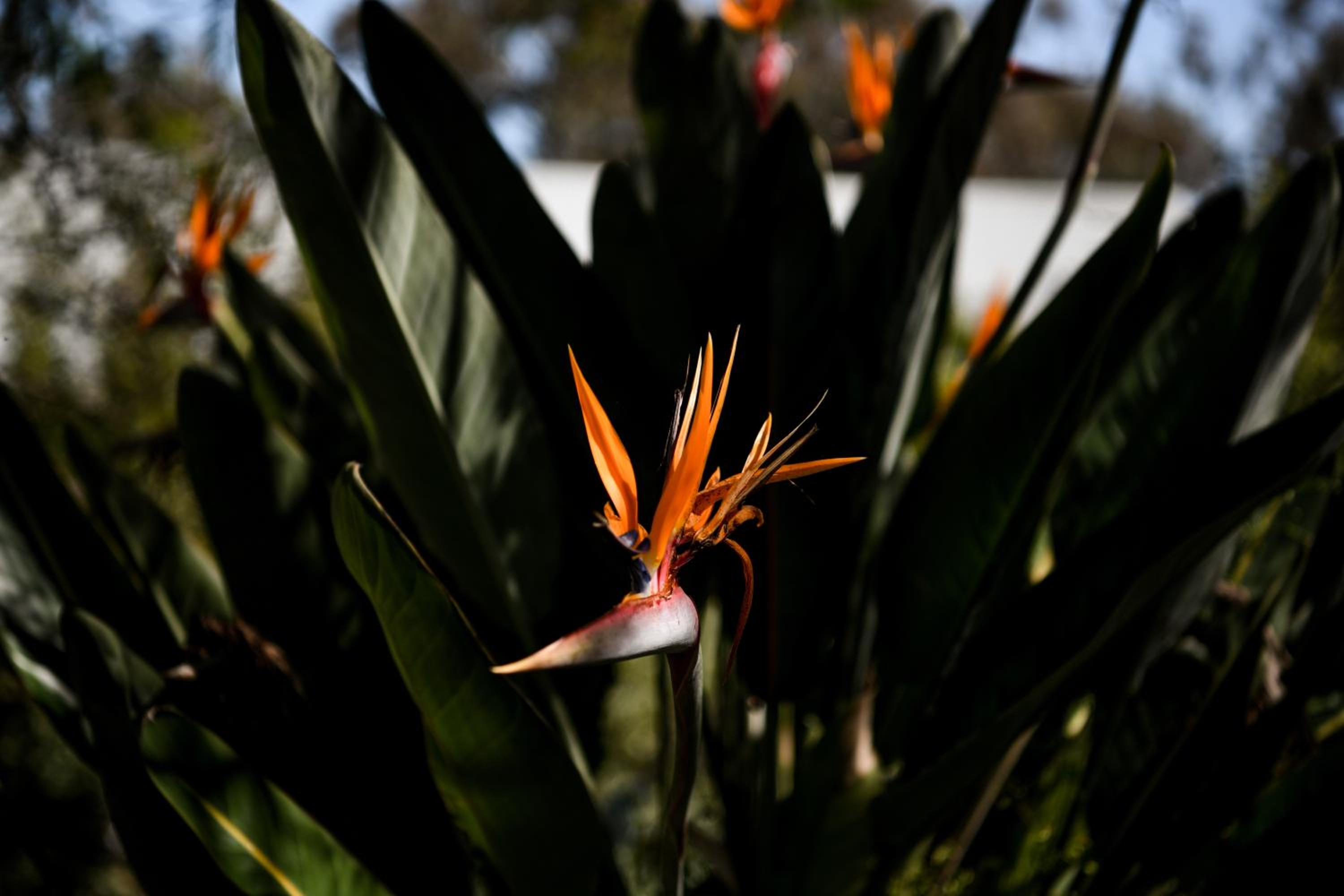 Tamworth Country Escape with a beautiful swimming pool!