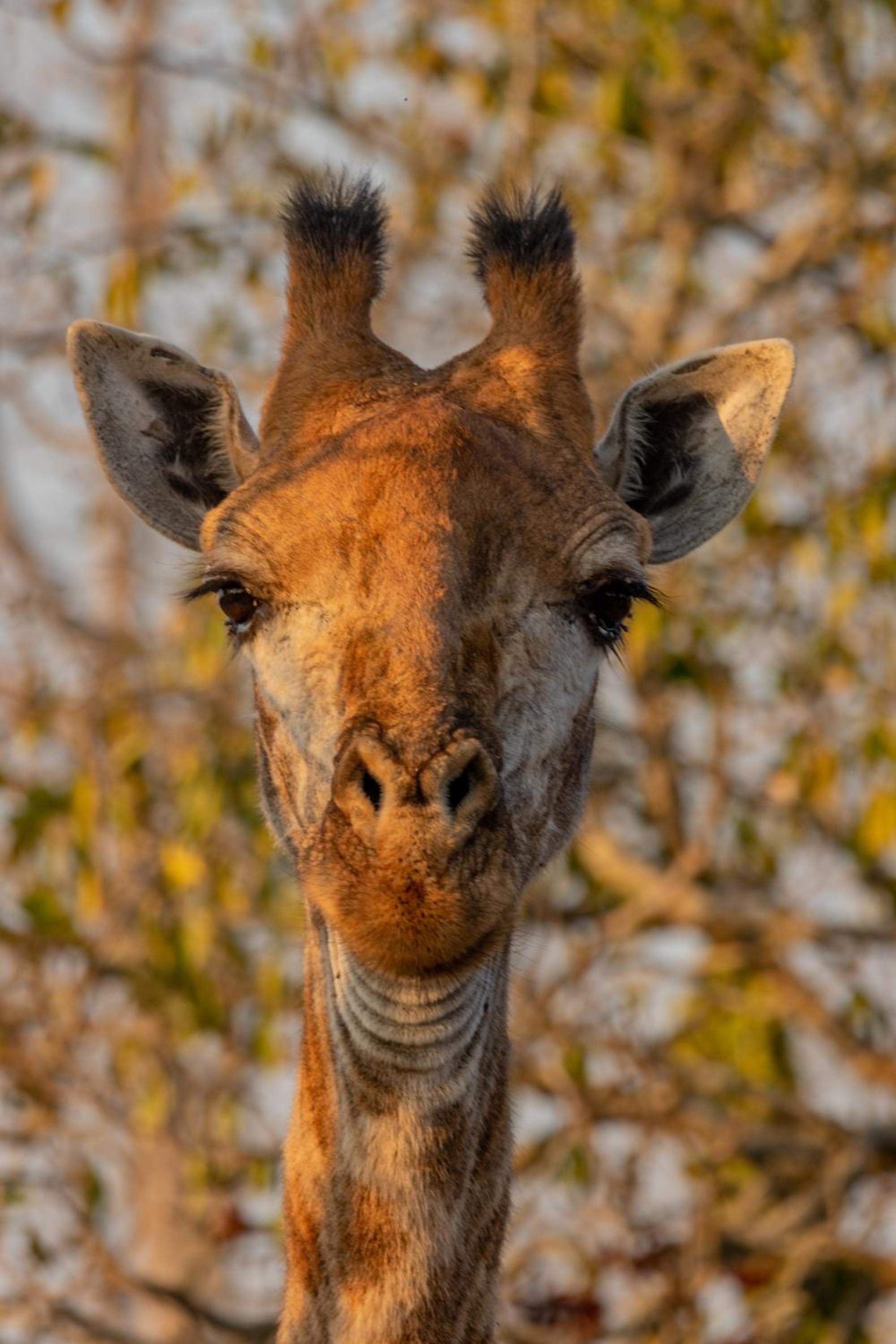 Panzi Lodge