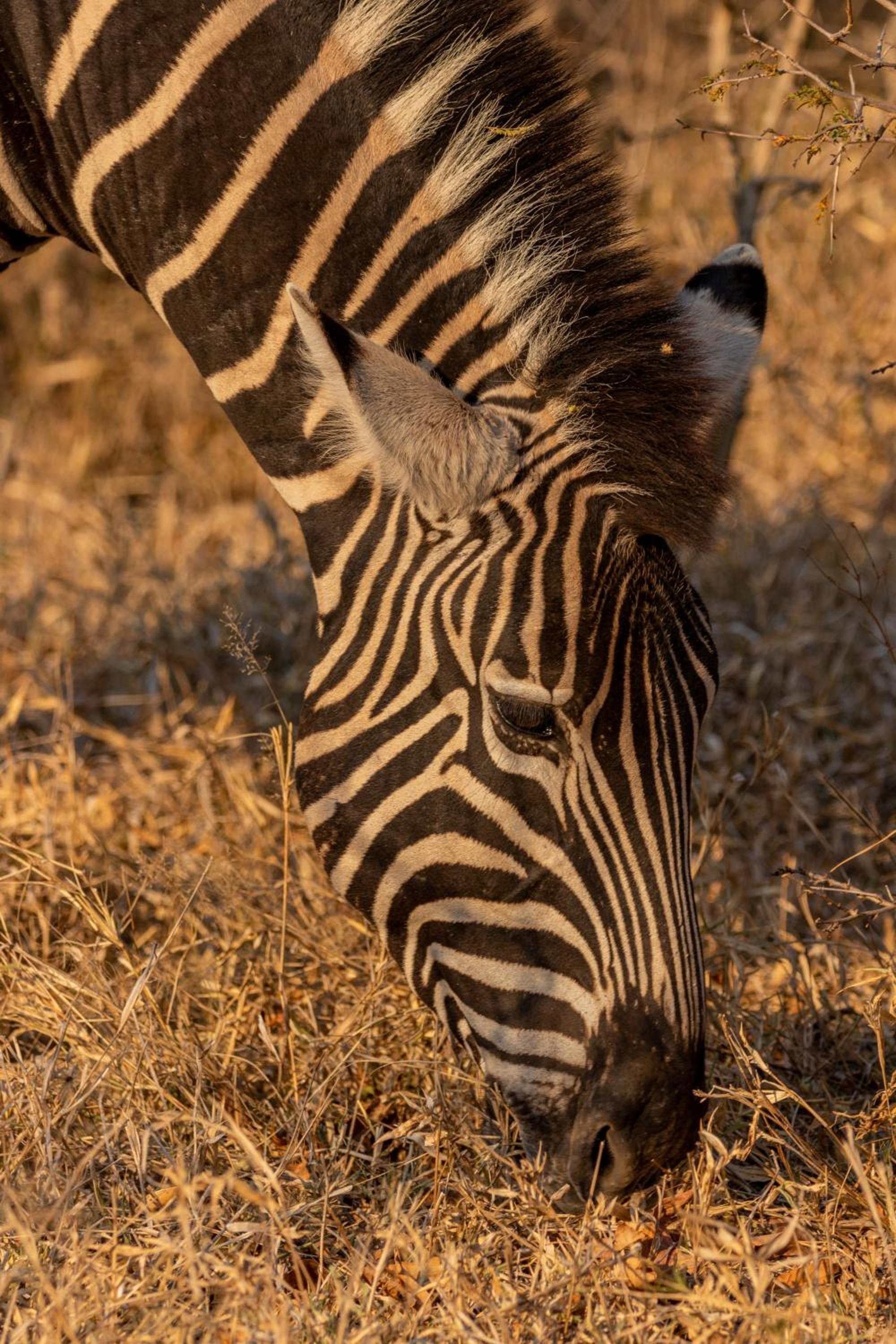 Panzi Lodge