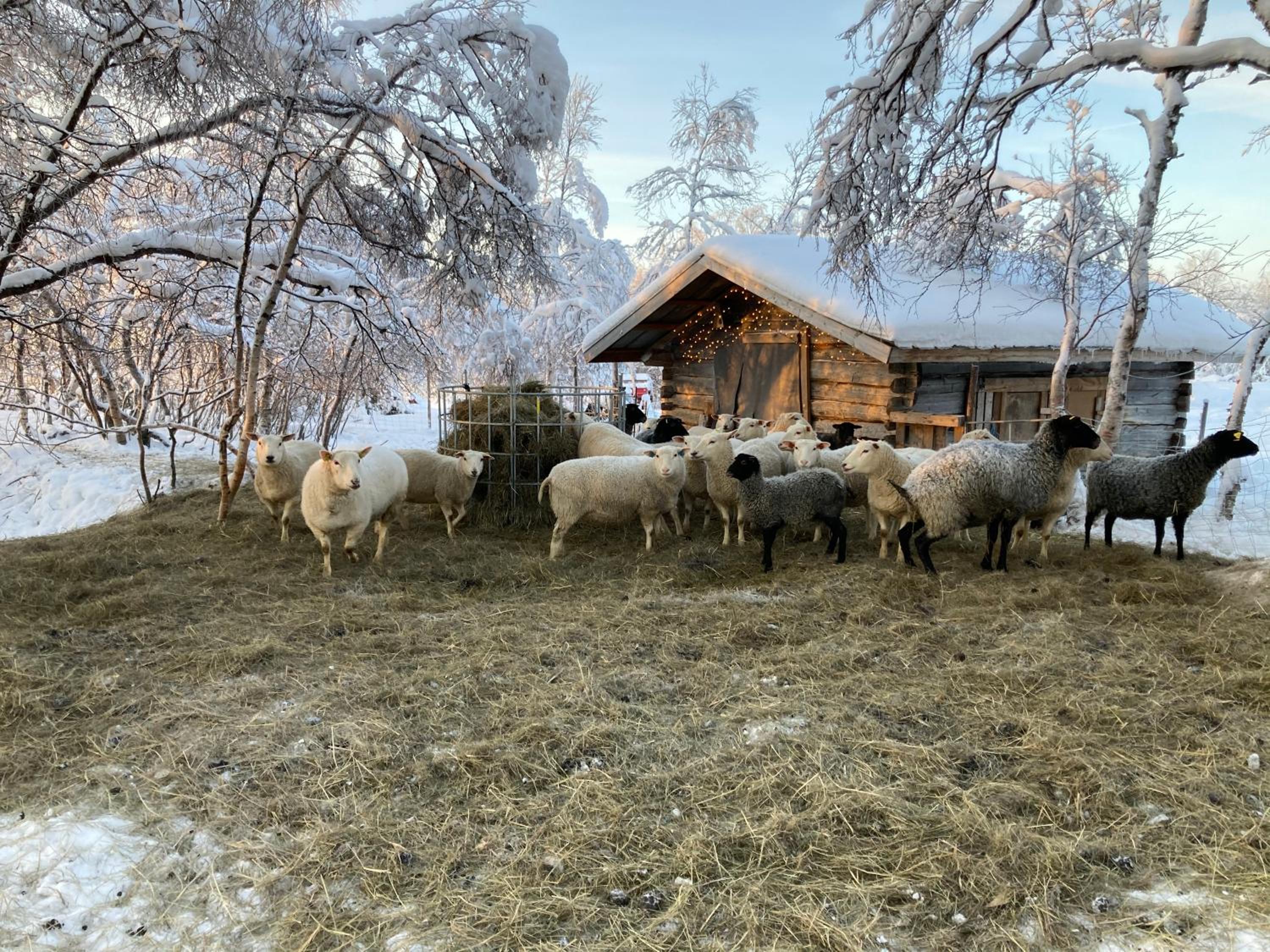 Kuttainen Lodge