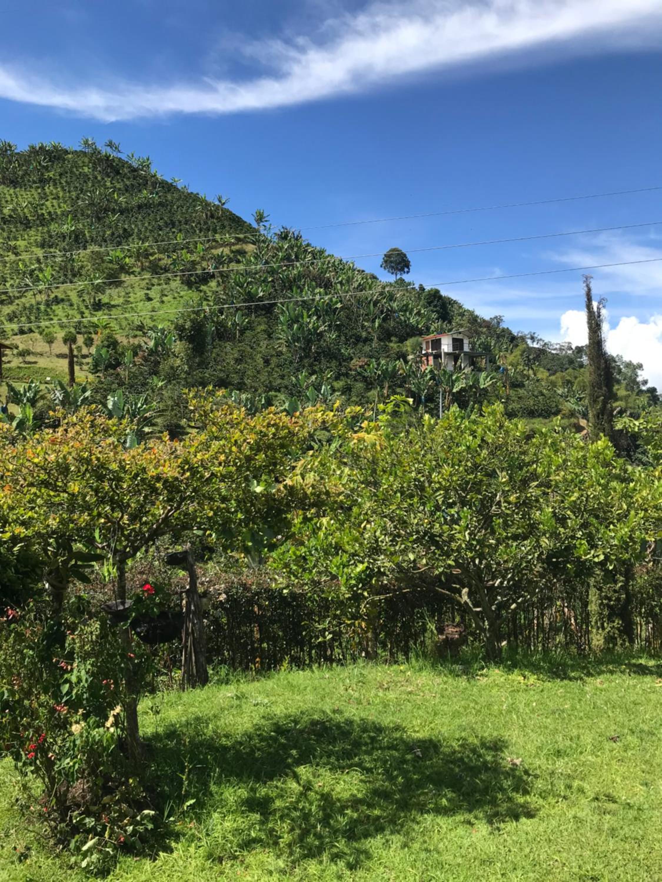 Montecafé Jardín