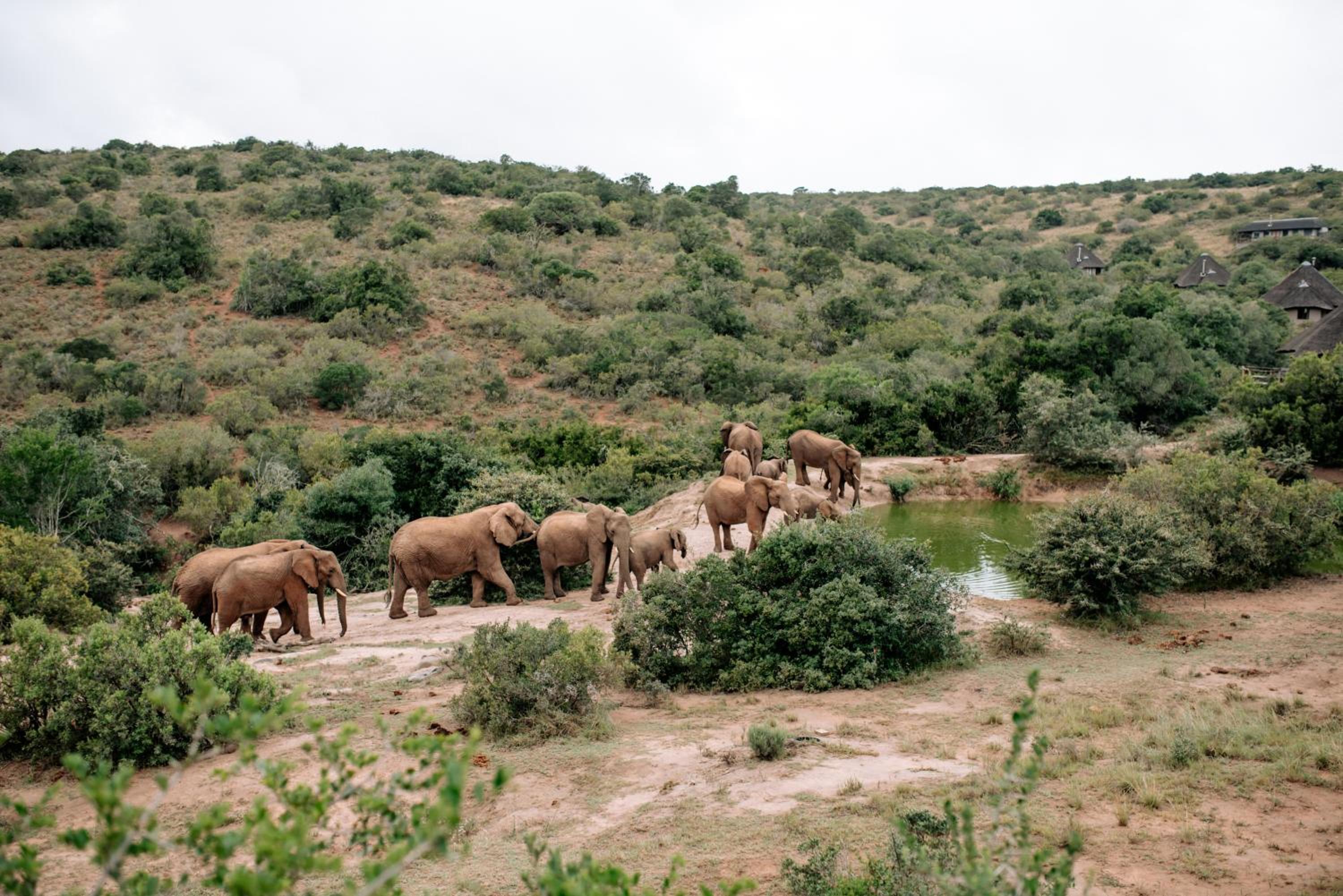 Bukela Game Lodge - Amakhala Game Reserve view 3