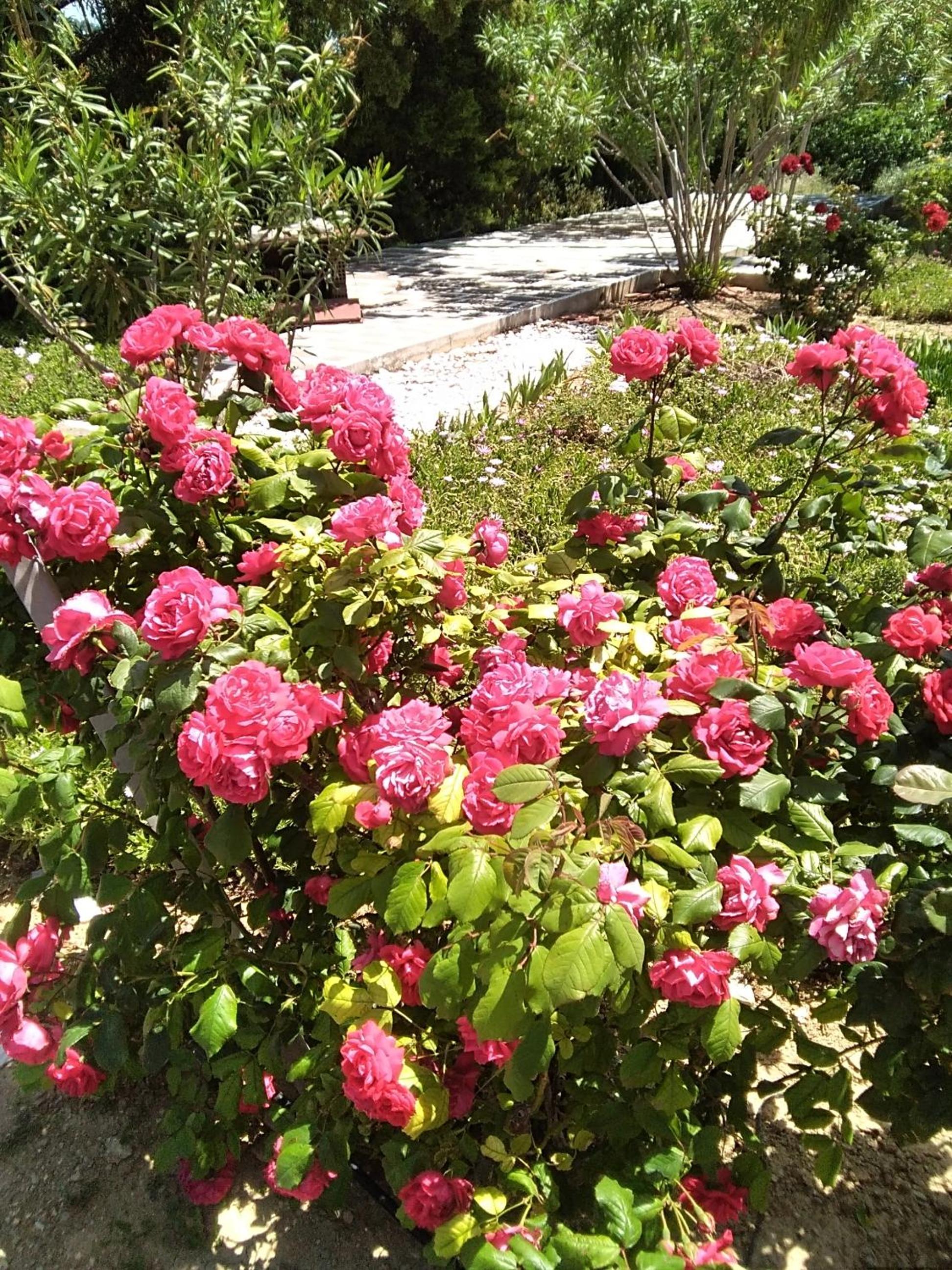 Photo 37