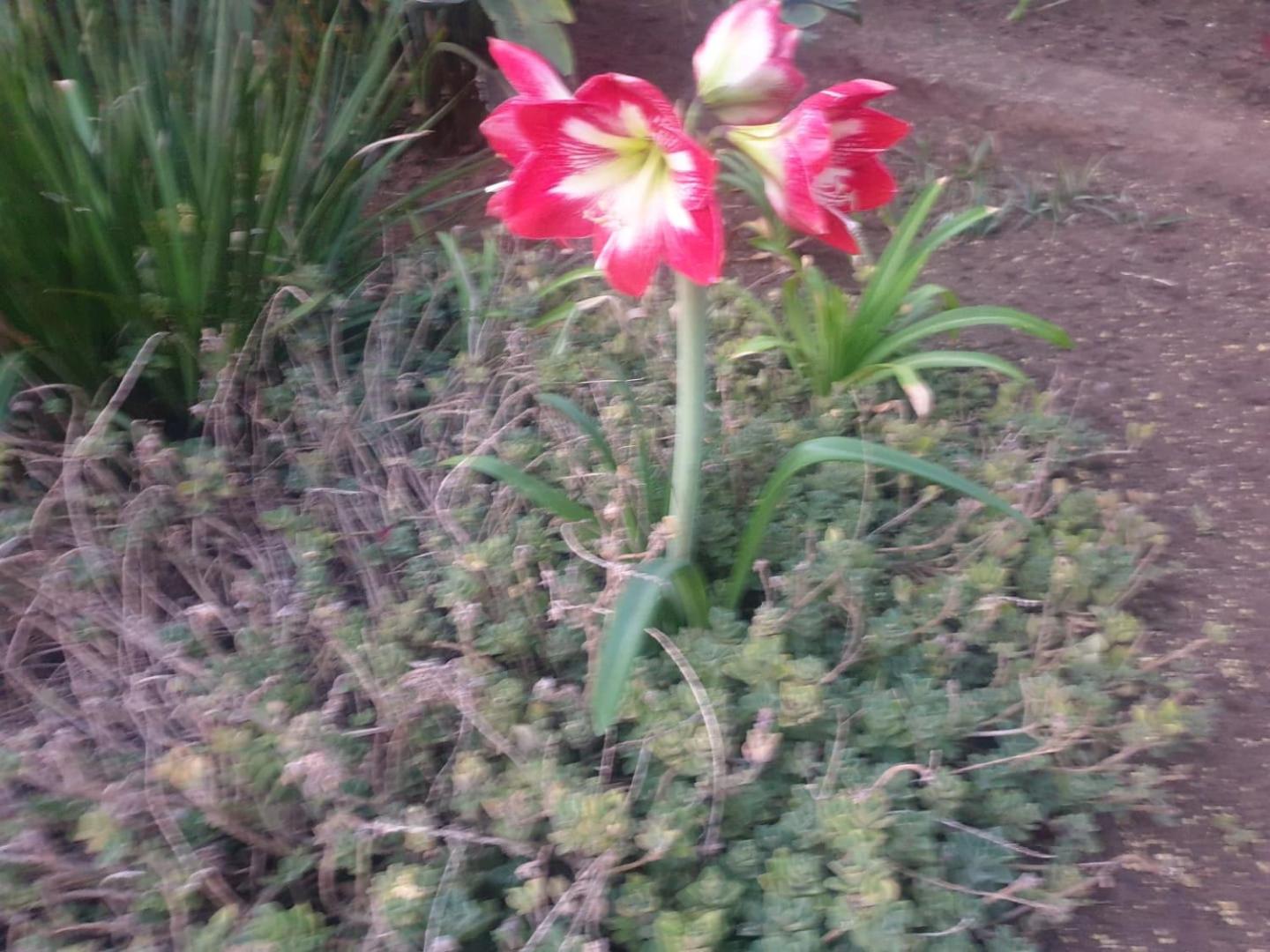 Photo 33