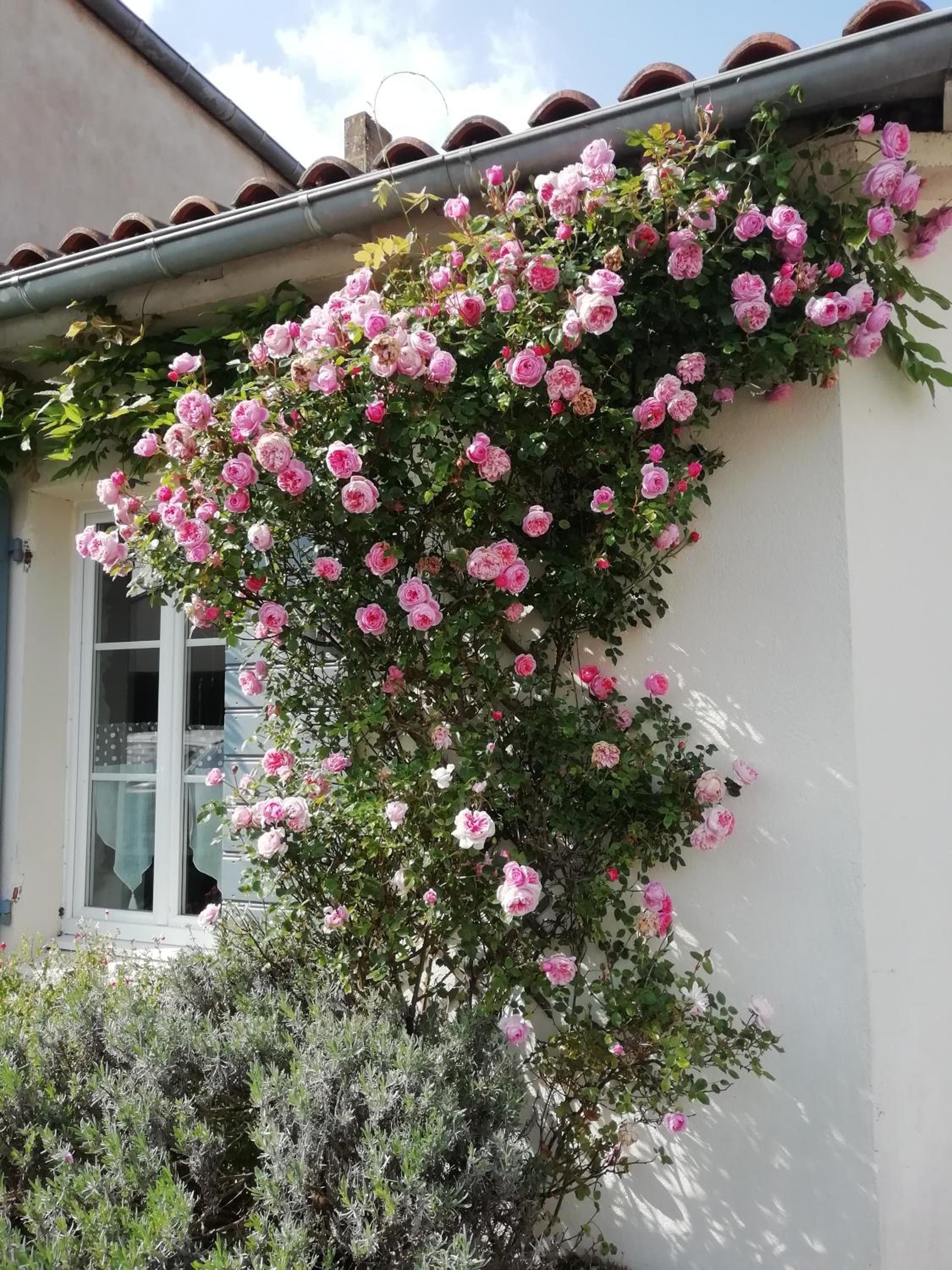 Le Cottage, photo 33