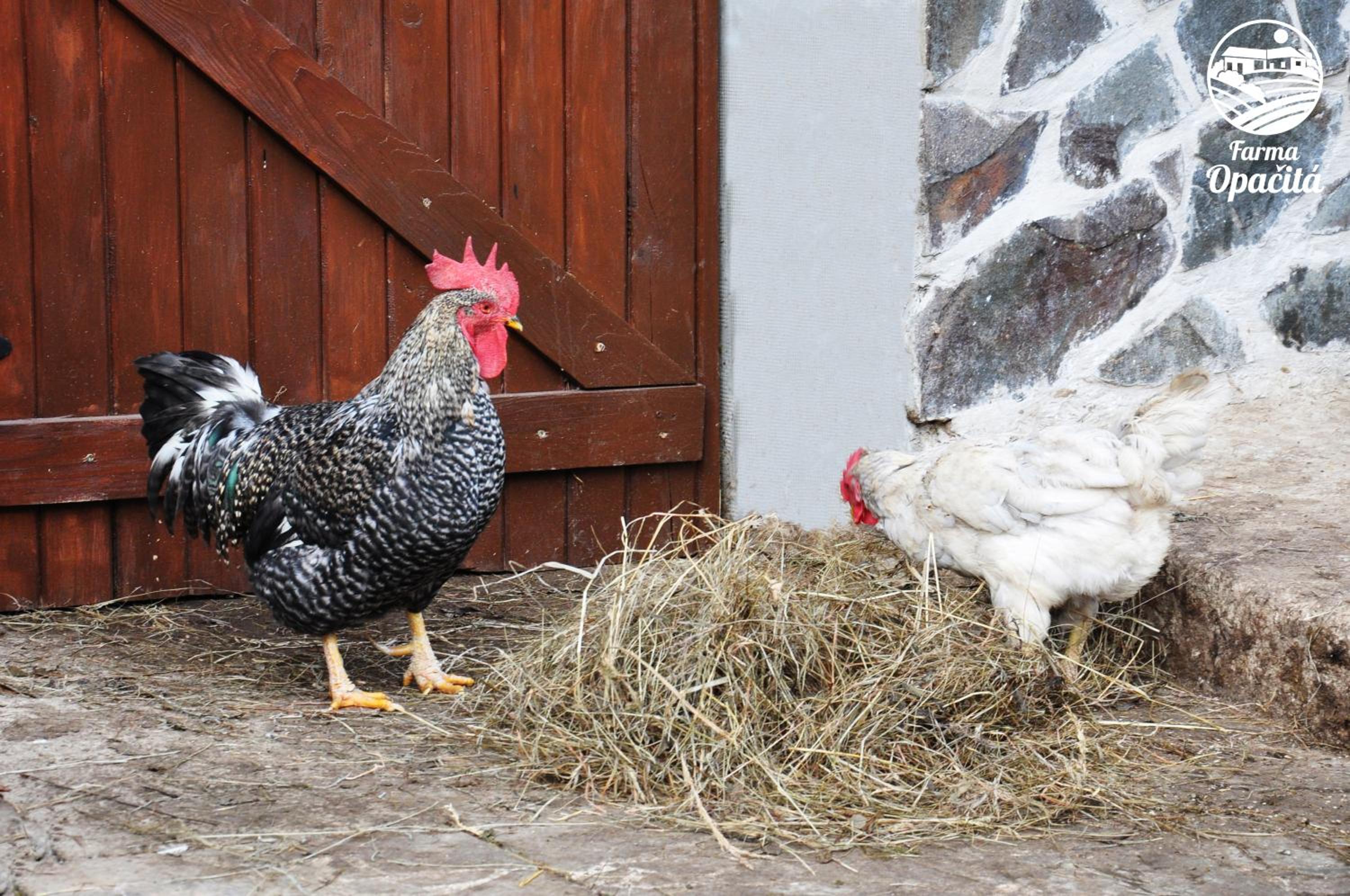 Farma Opačitá view 2