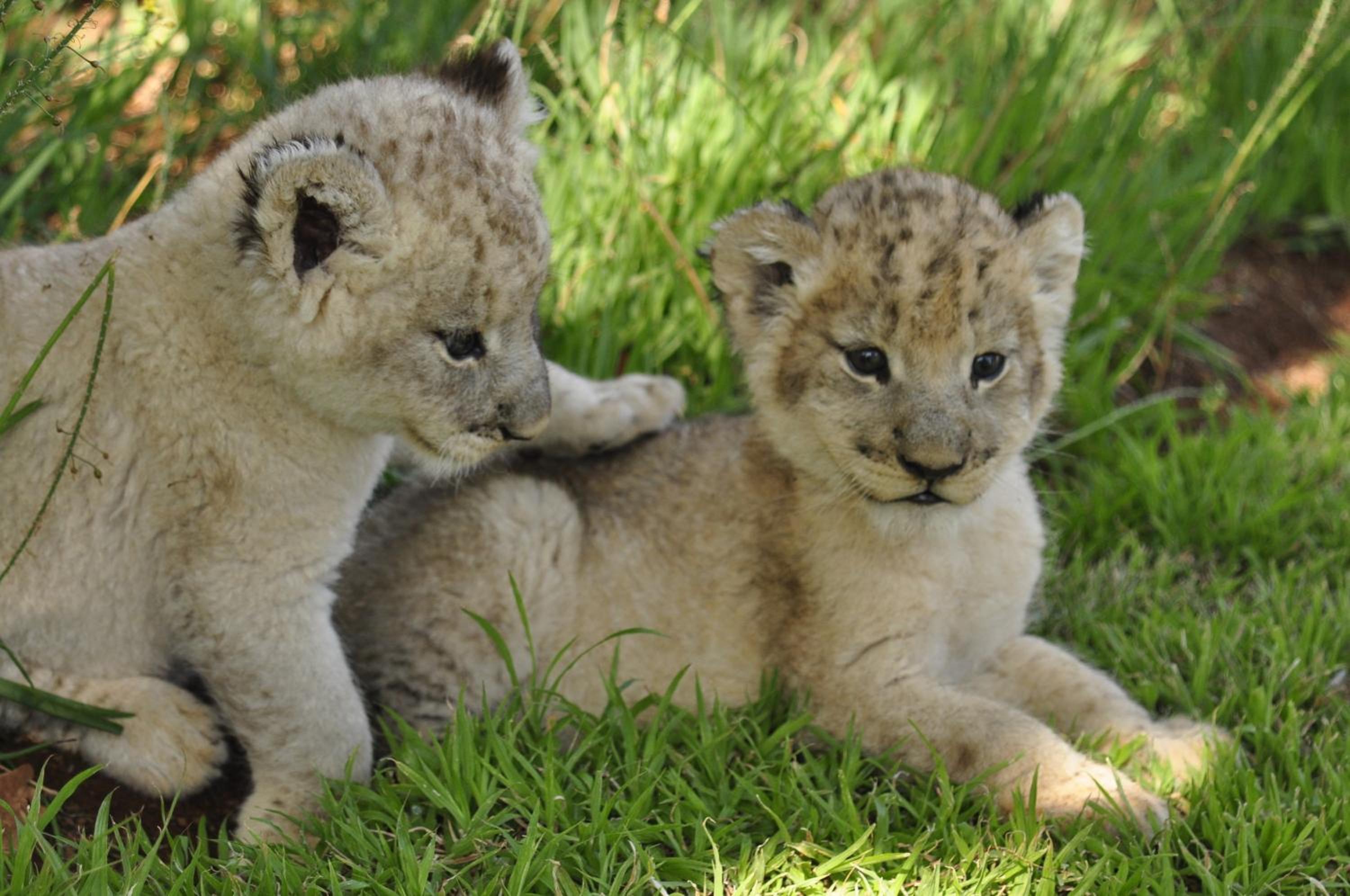Ukutula Lodge & Game Reserve 12