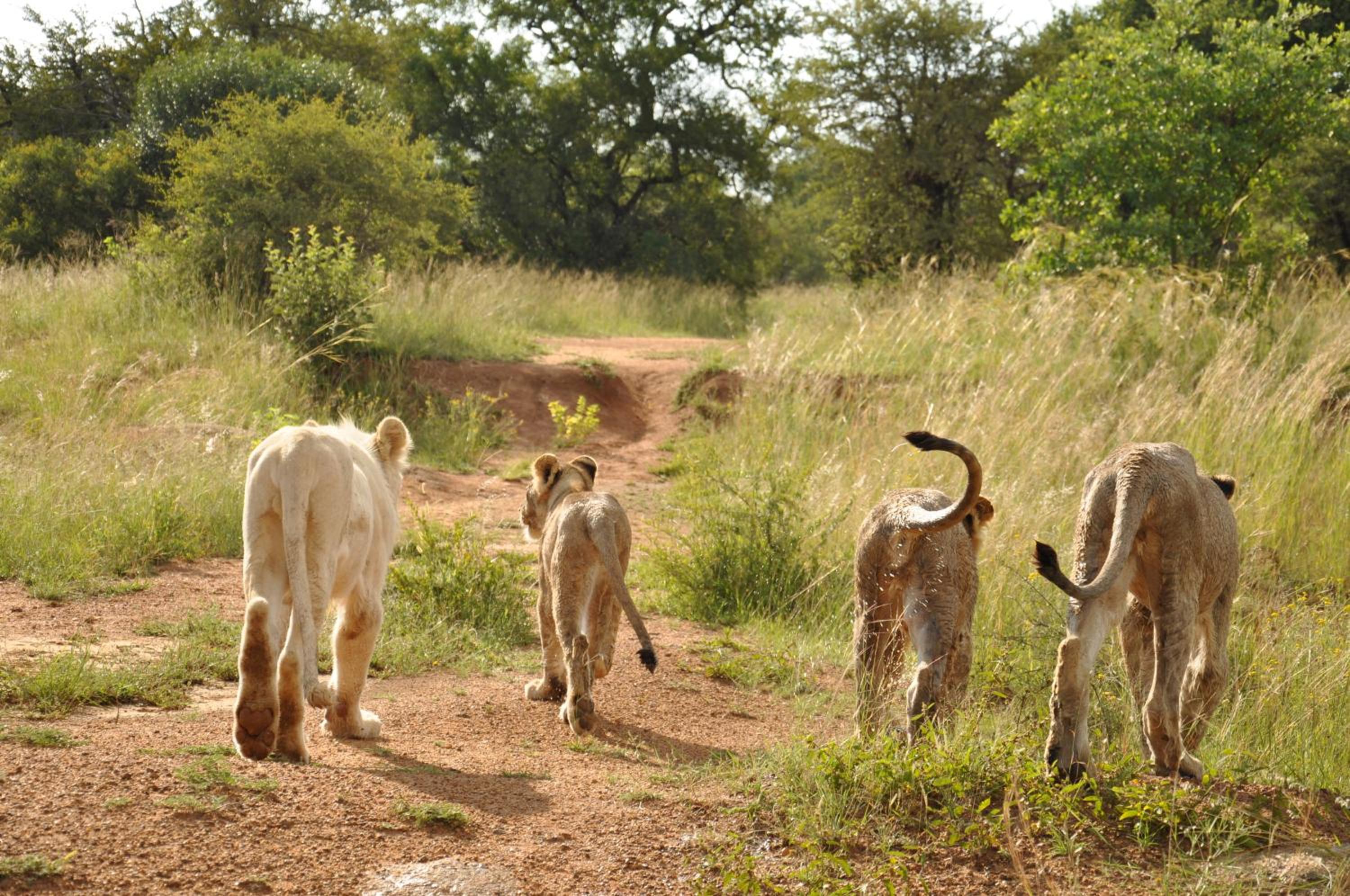Ukutula Lodge & Game Reserve 28