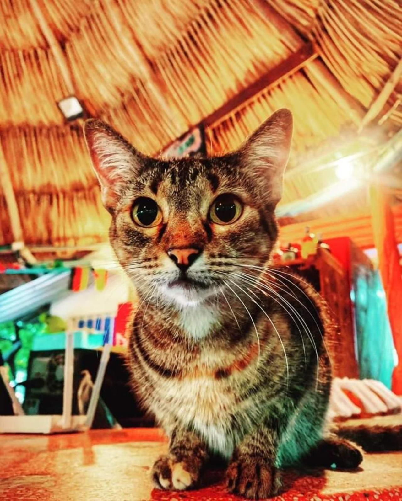 Playa del Ritmo Beach Hostel & Bar - Adults Only