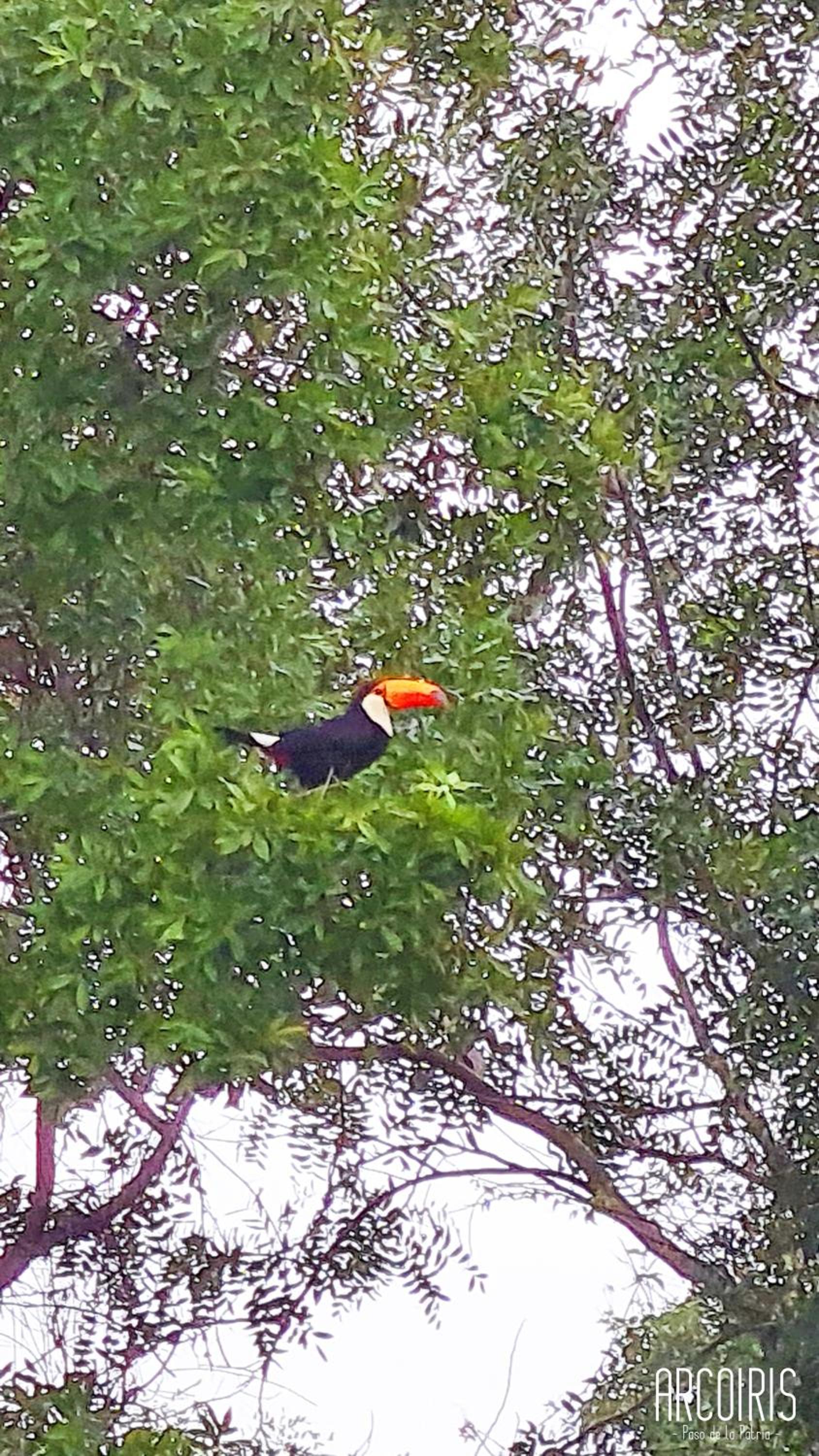 Arcoiris Dptos