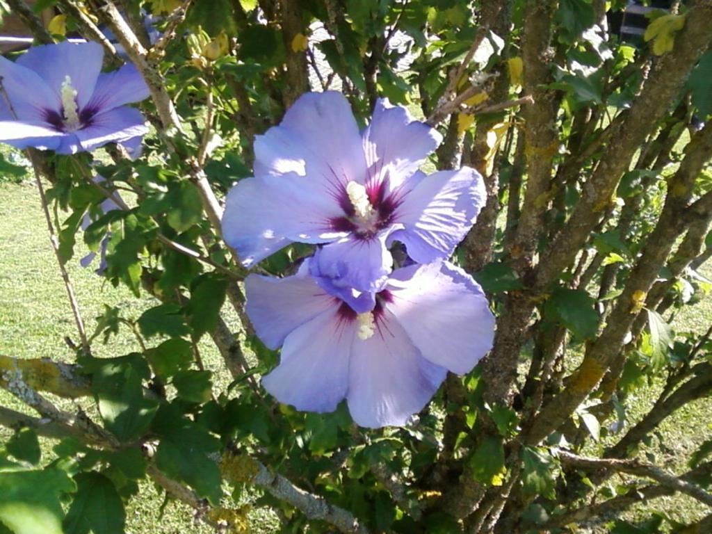 Photo 51