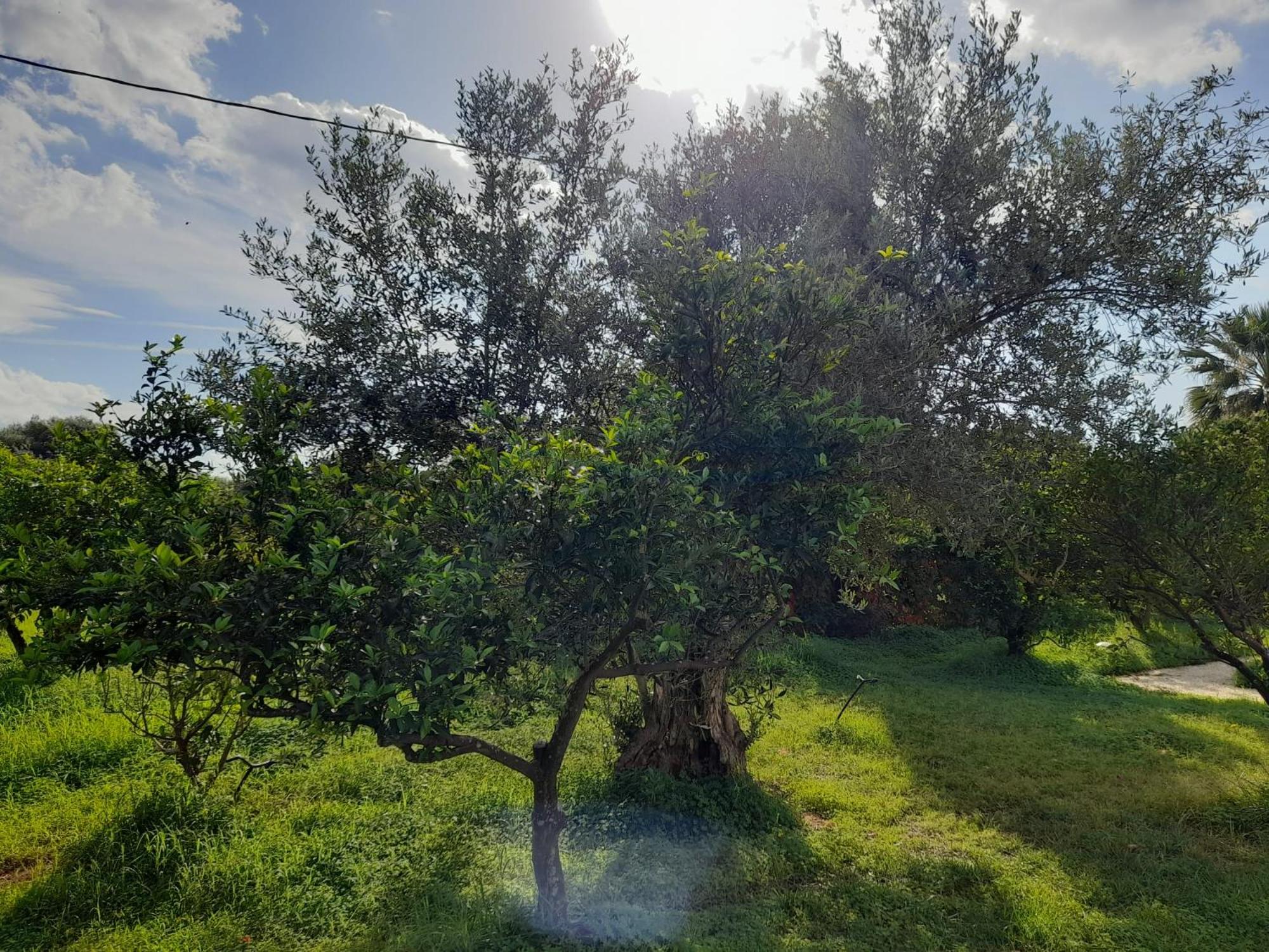 Chianurrè Azzurro
