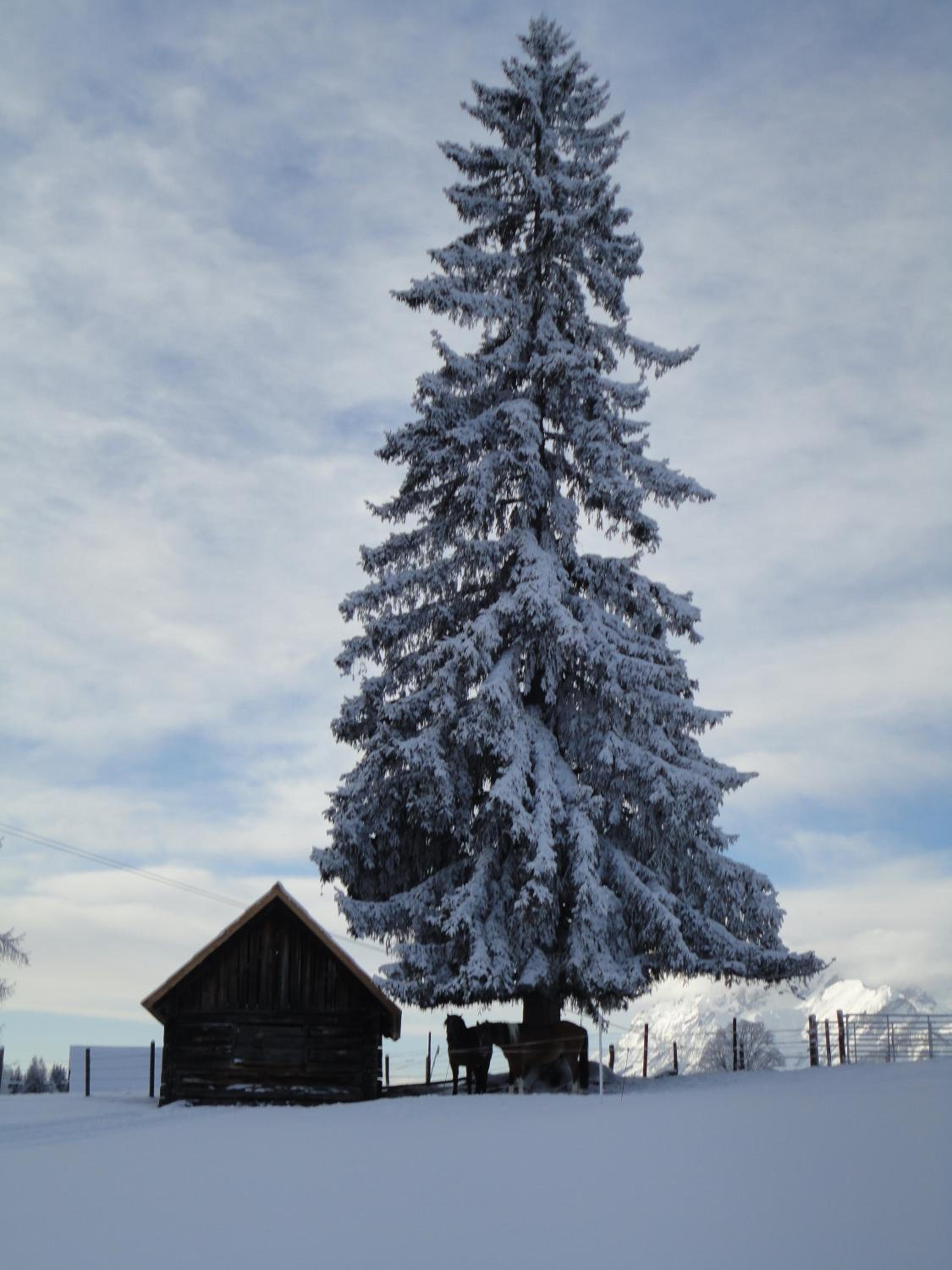 Ferienhaus Bichlhütte
