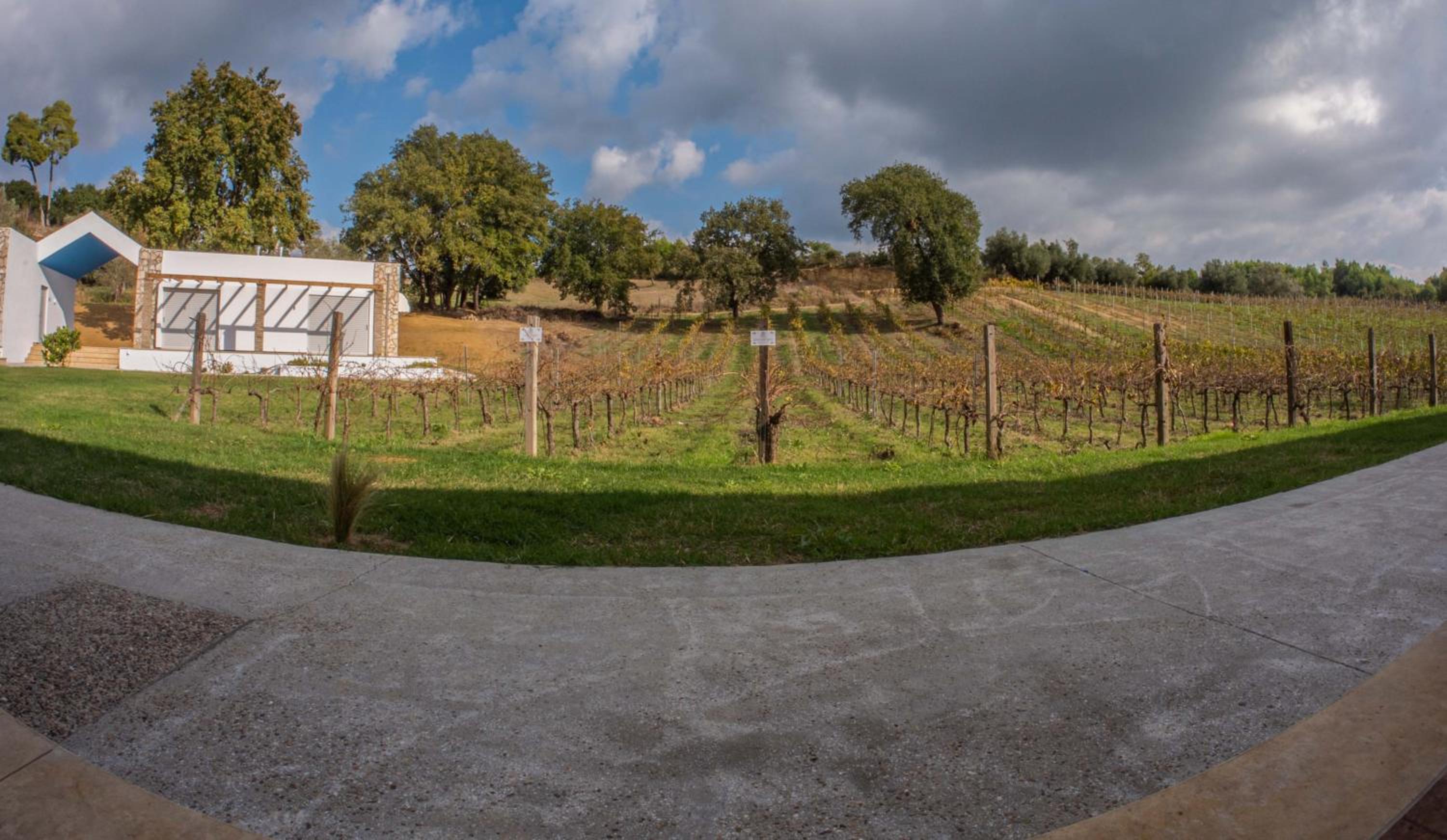 Atrium Vinea Brintziki Winery