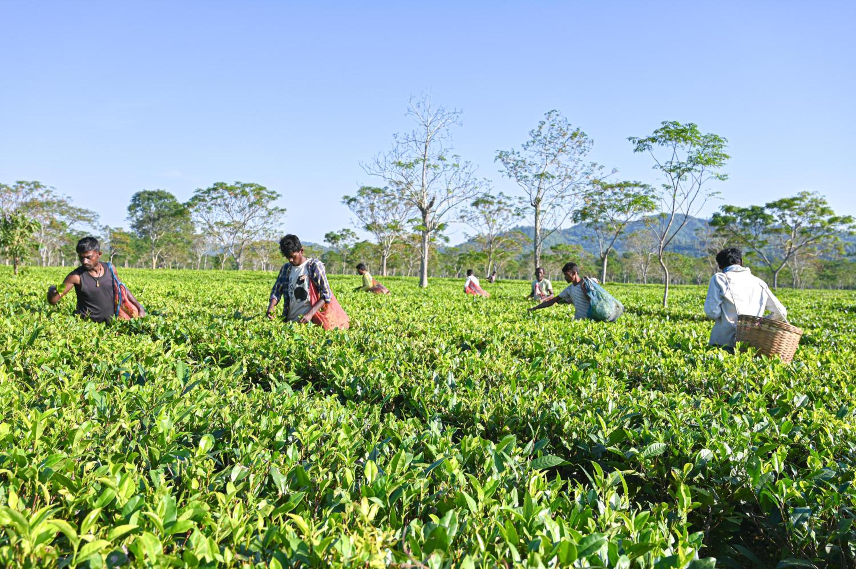 Nahorjan Tea Homestay