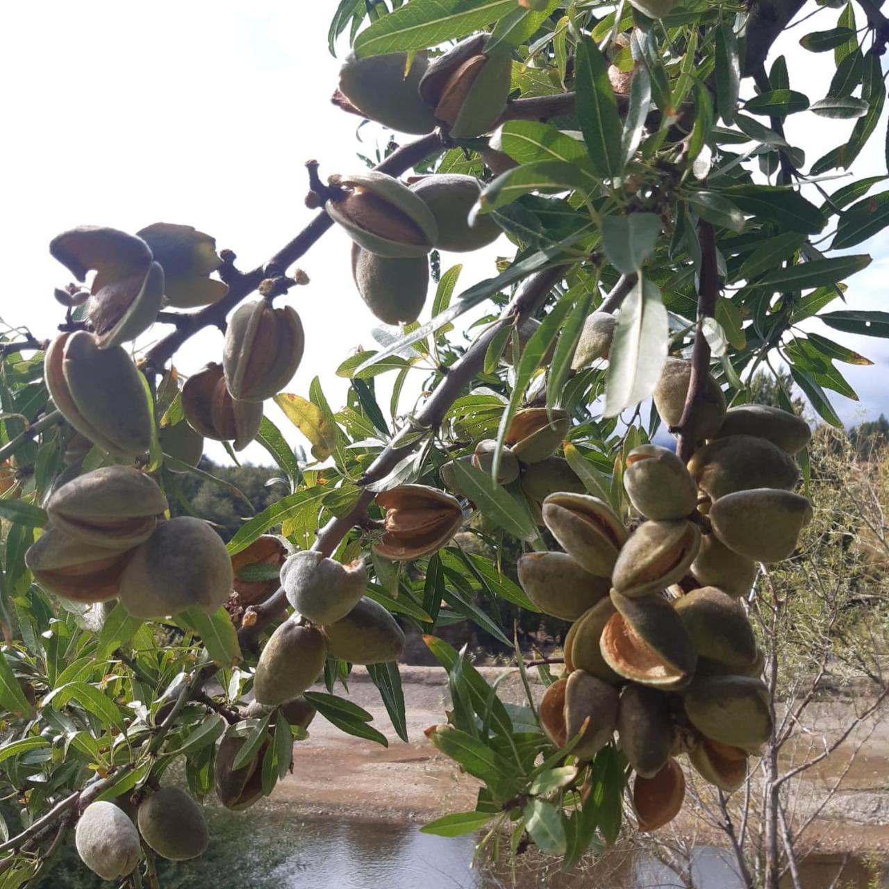 La Maruca