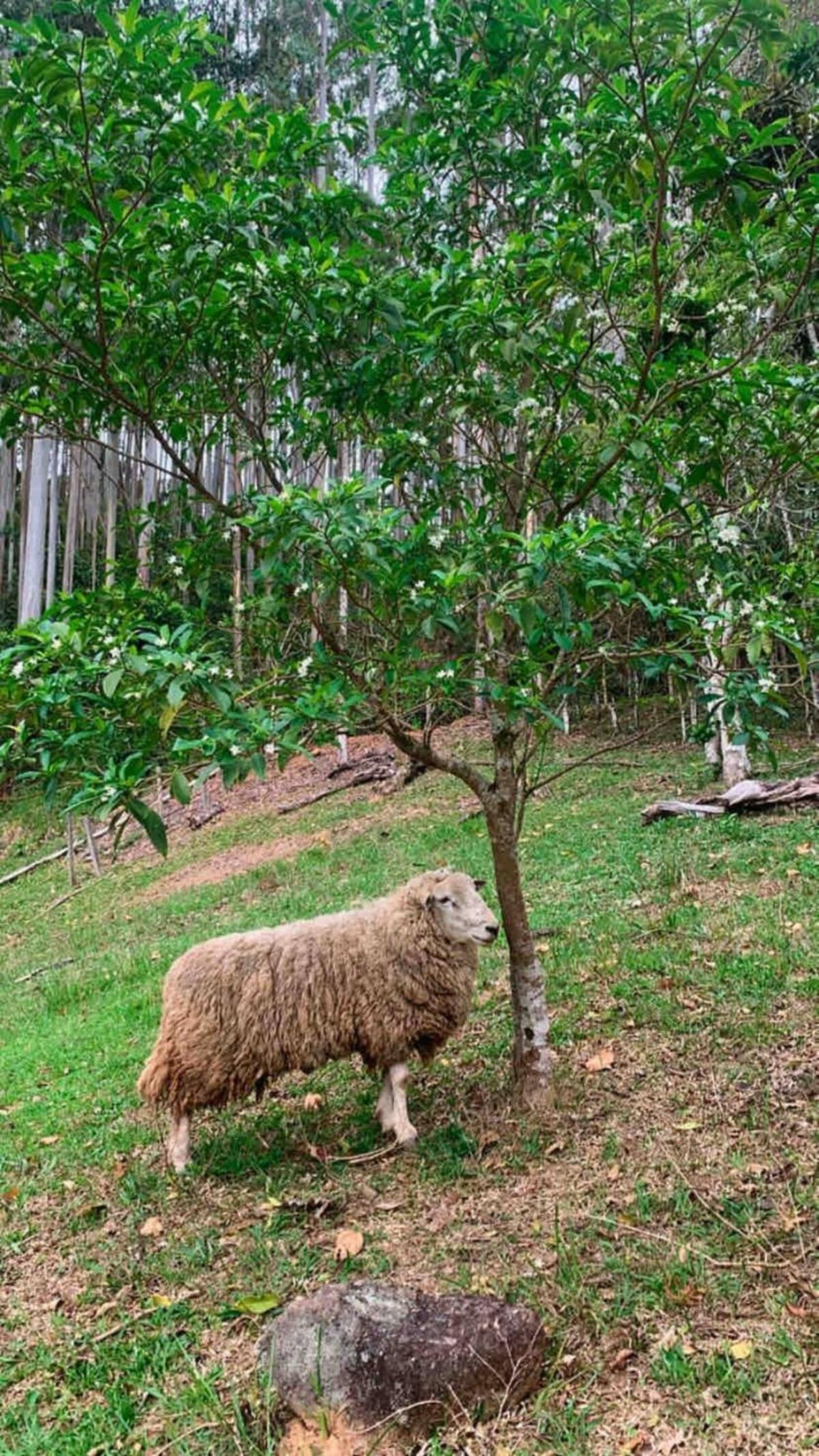 Alameda dos Ipês, casa completa, para toda família