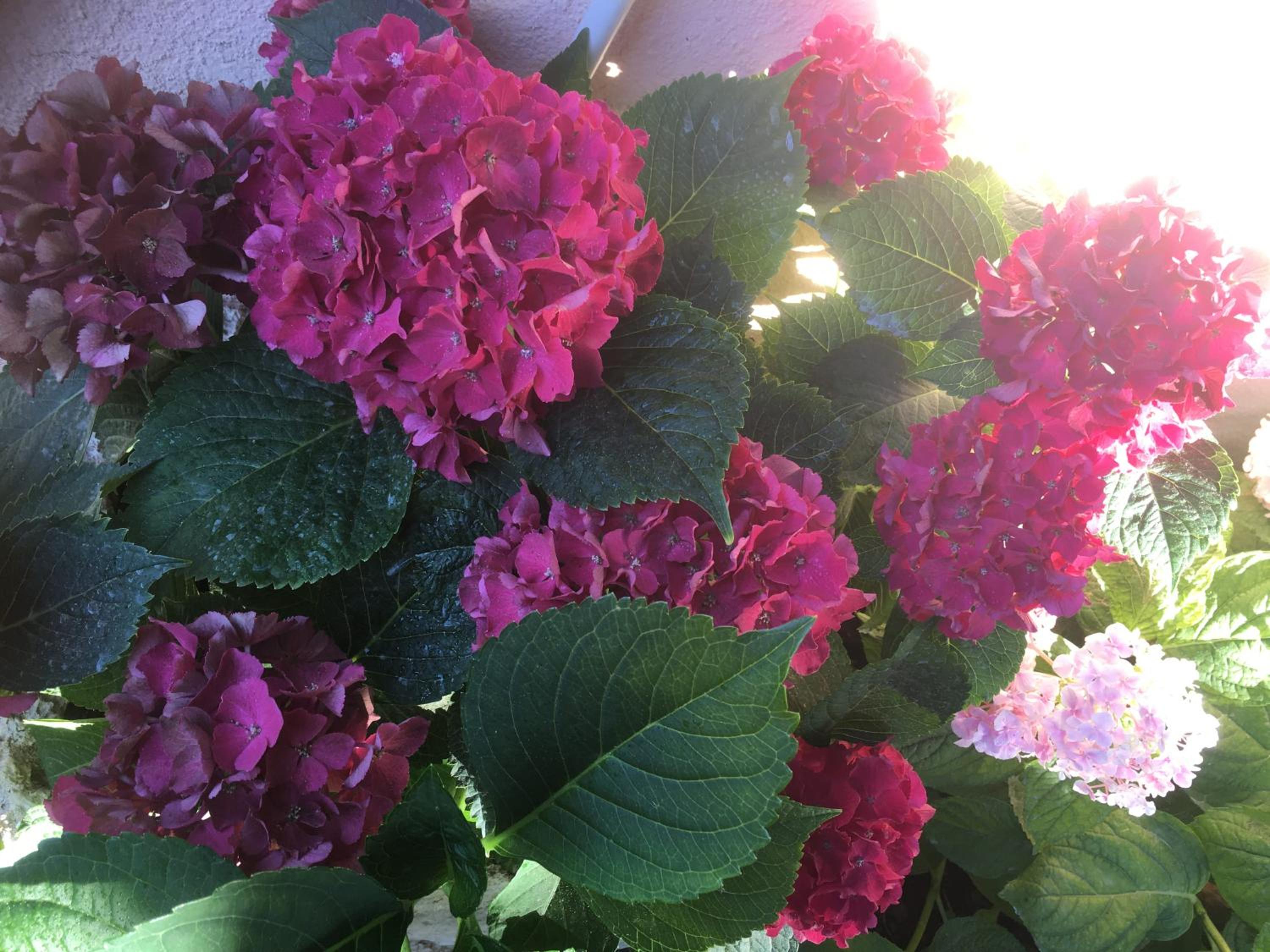Photo 44