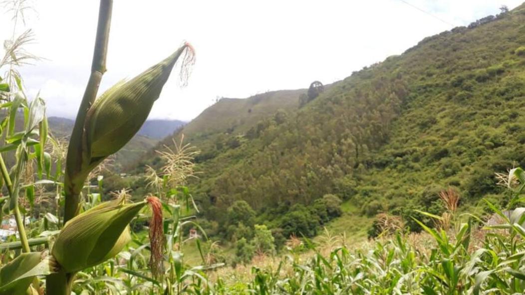 Hospedaje rural - Finca la Aurora - Caqueza