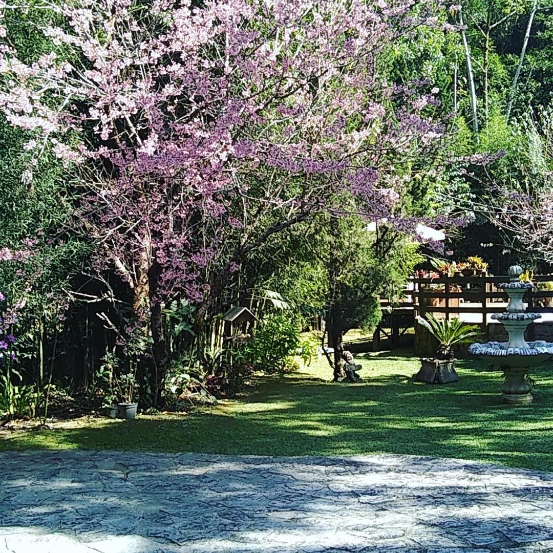 Havilá Arara Azul