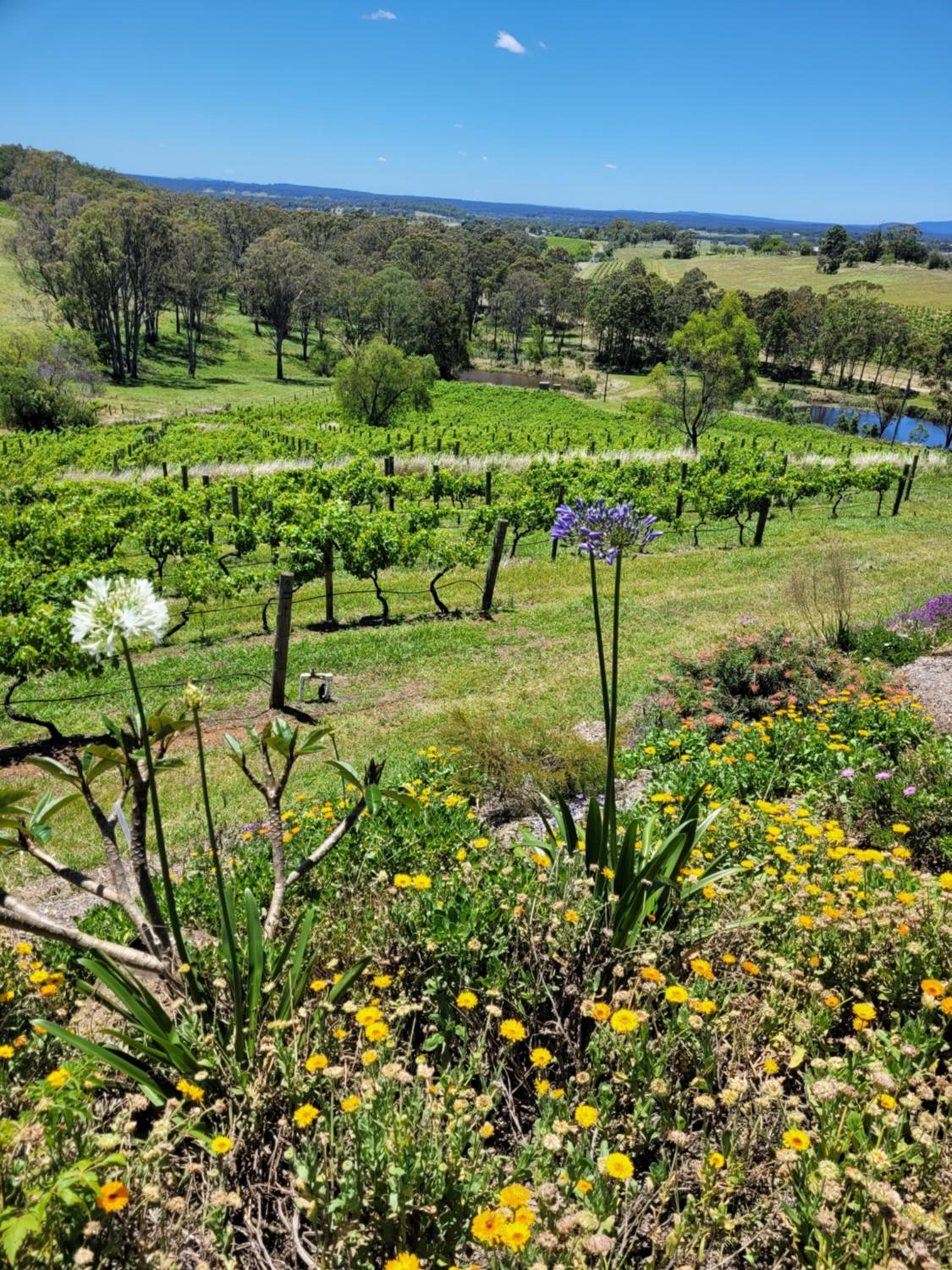 Mistress Block Vineyard