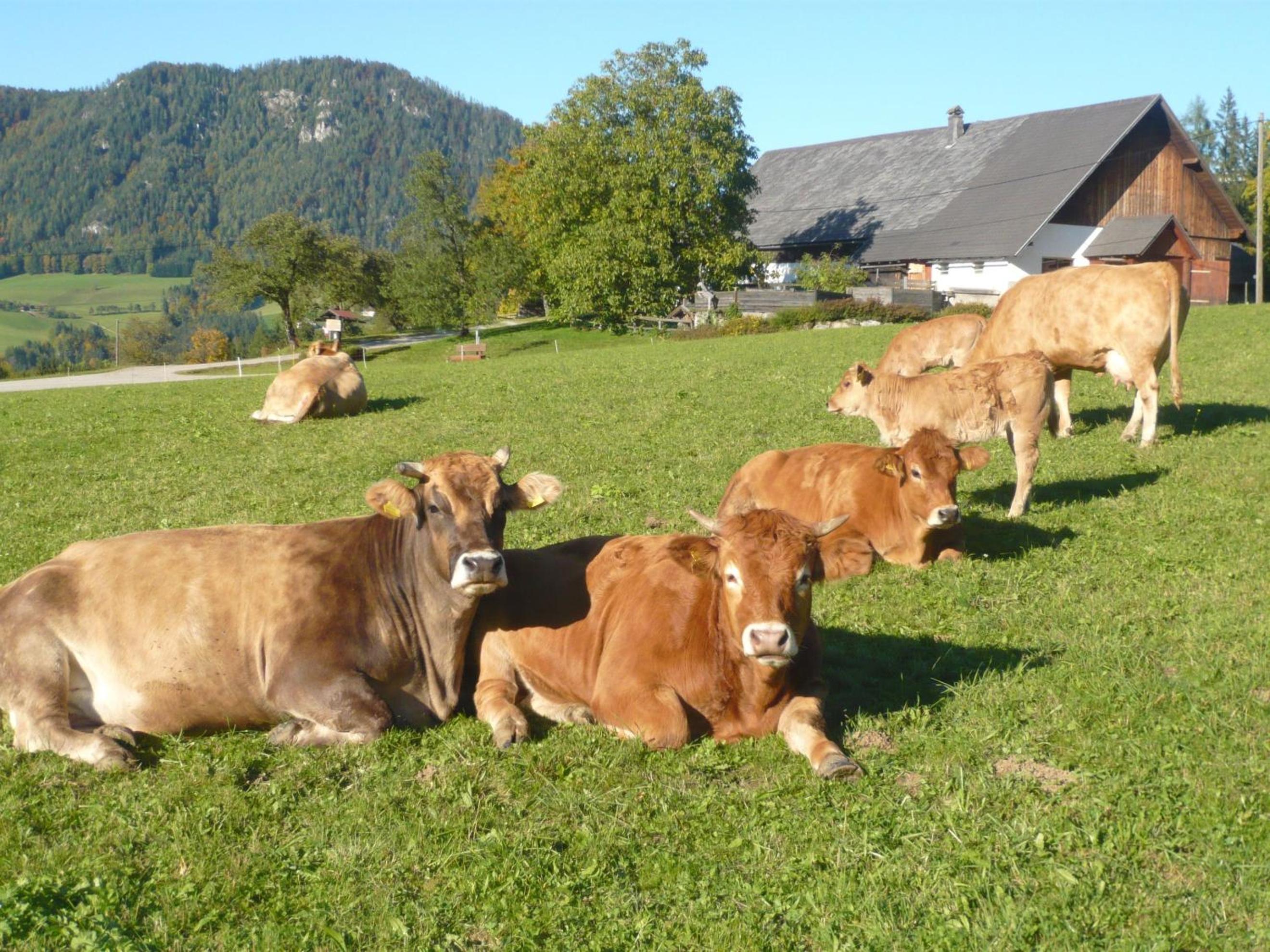 Ferienhof Grossgrub