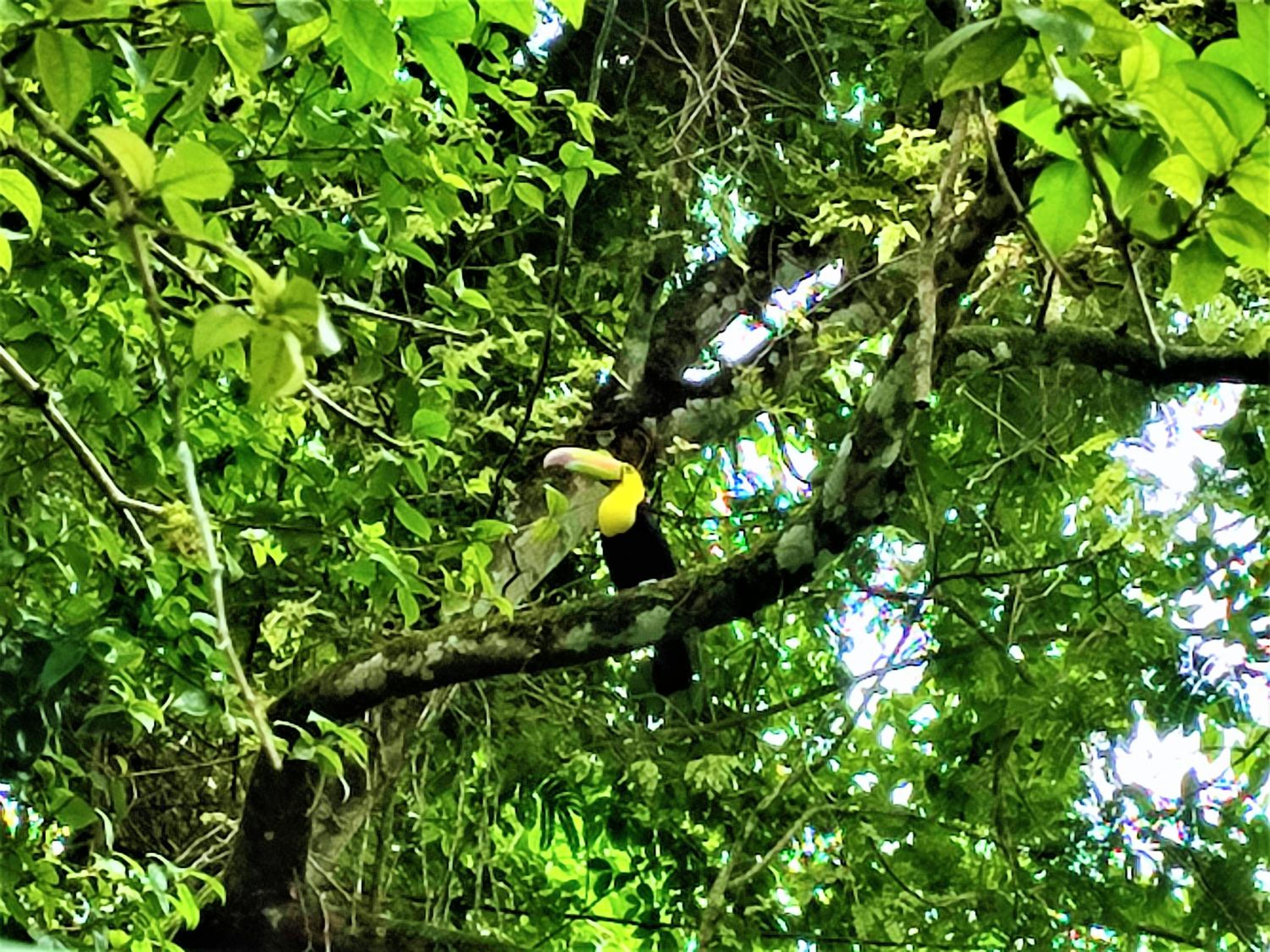 Belize Vacations - Maya Mountain Lodge - Property Image 3