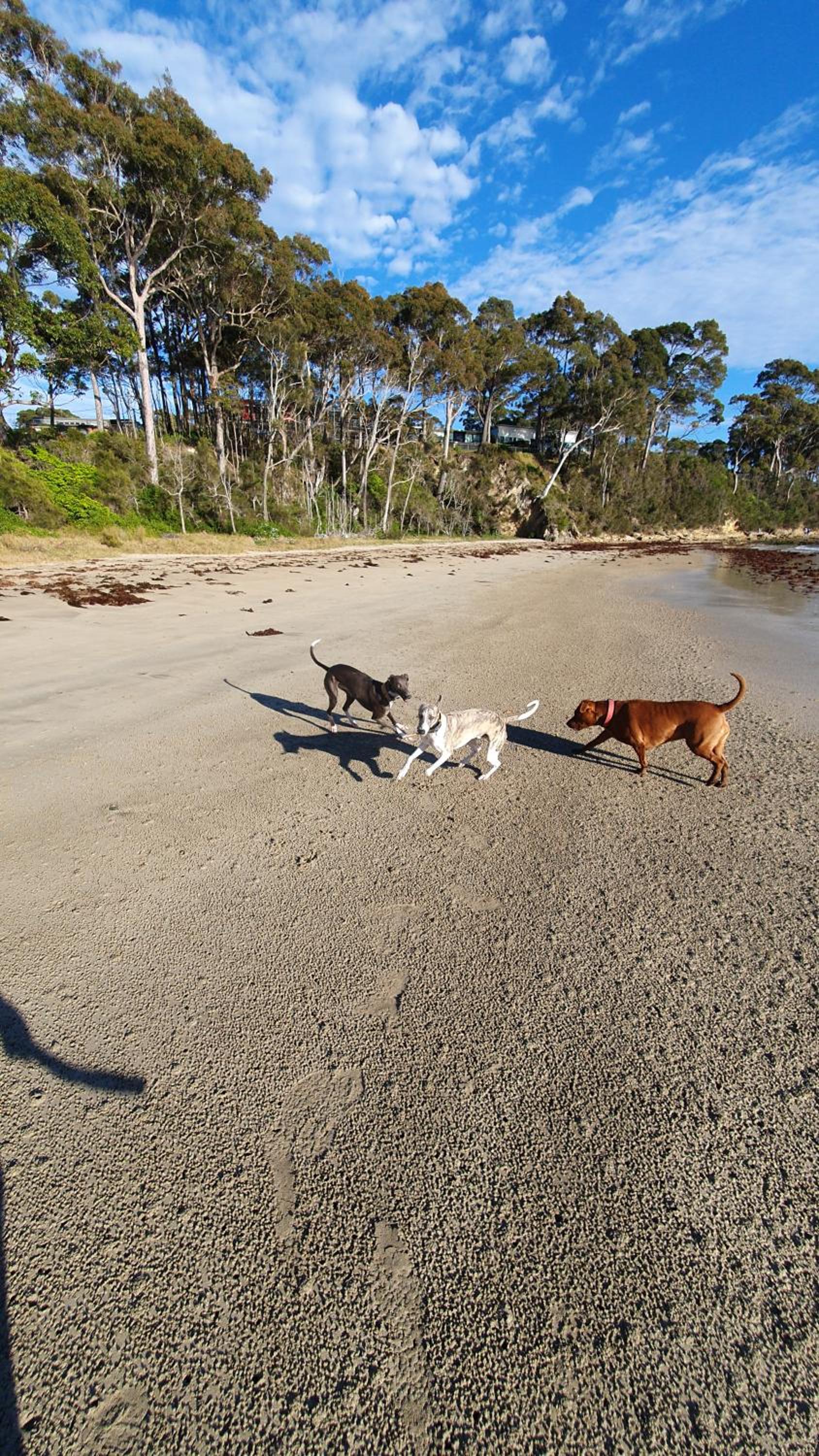 Paws'n'Waves - pet-friendly apartment