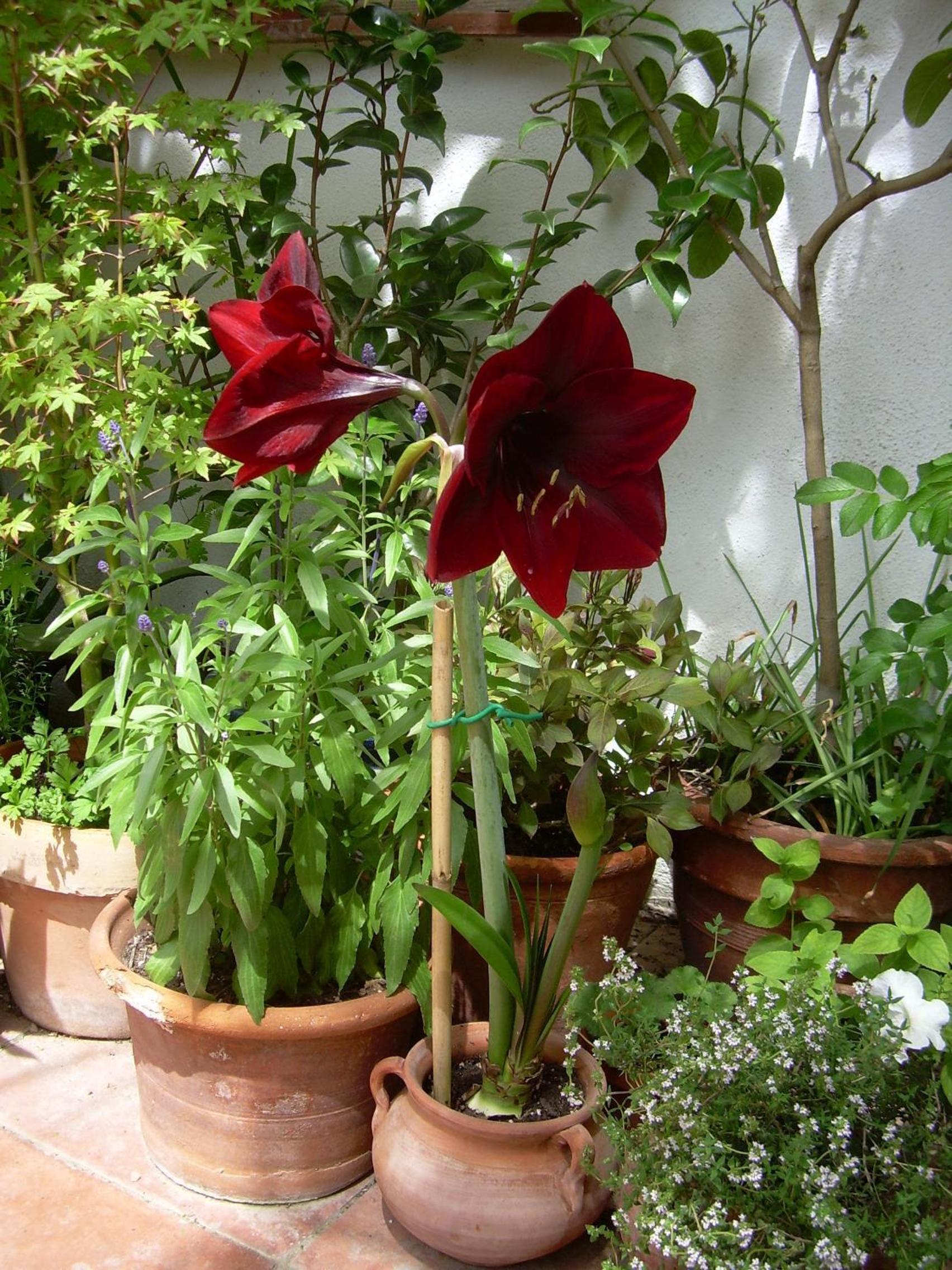 Photo 25