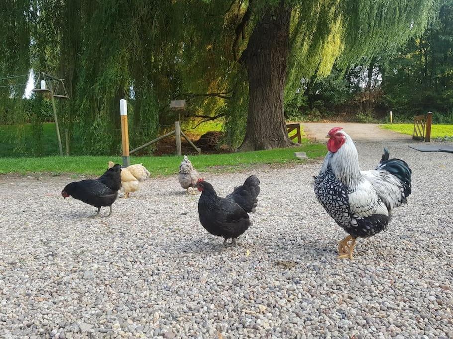 Vakantiehuisje aan de rand van Arnhem