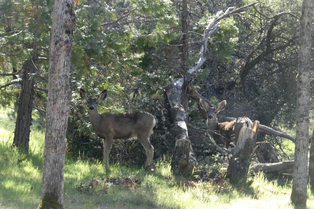 Foothill Acres