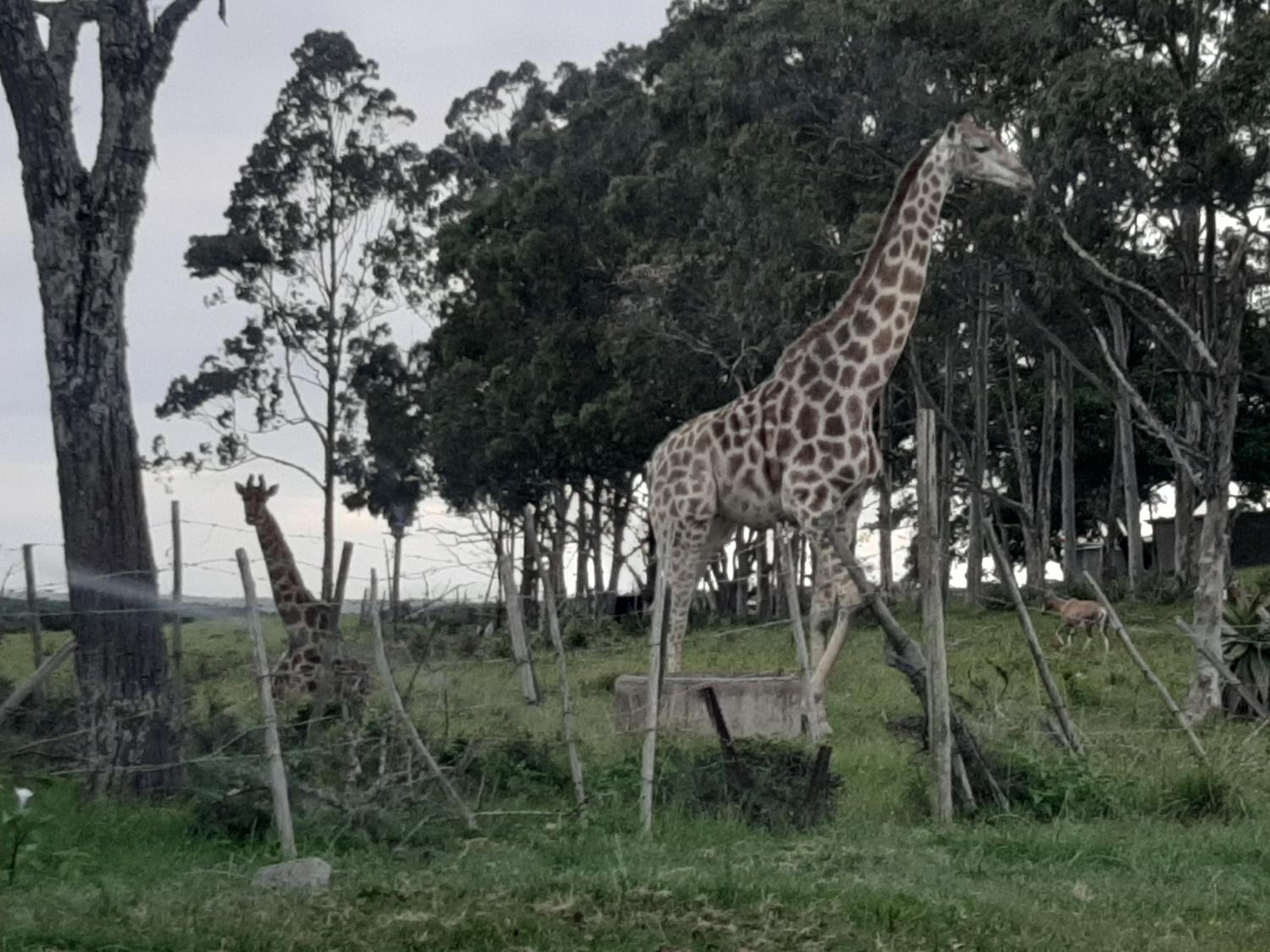 Ngwenkala Game Lodge and Safaris view 2