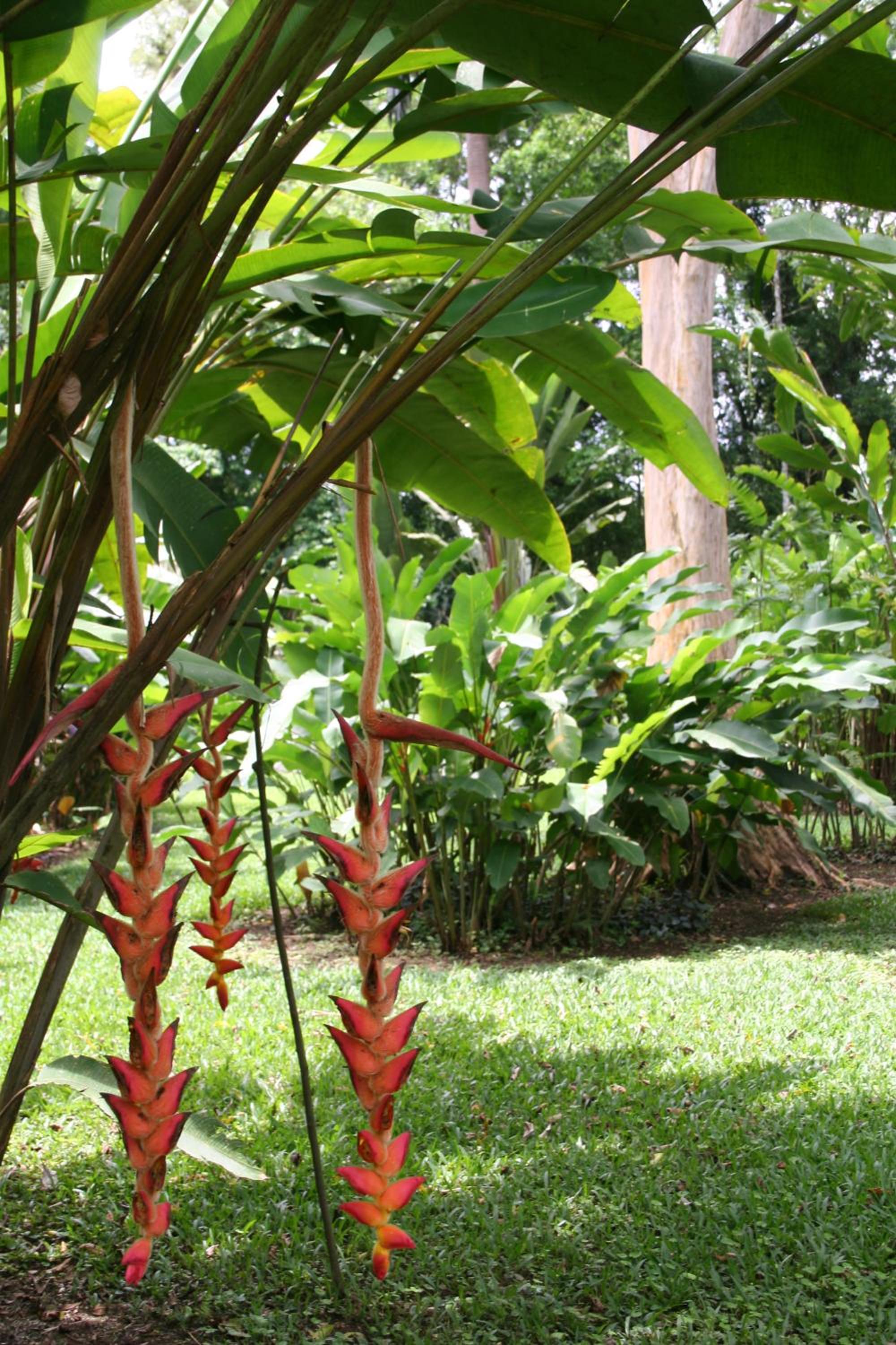 Heliconia Island