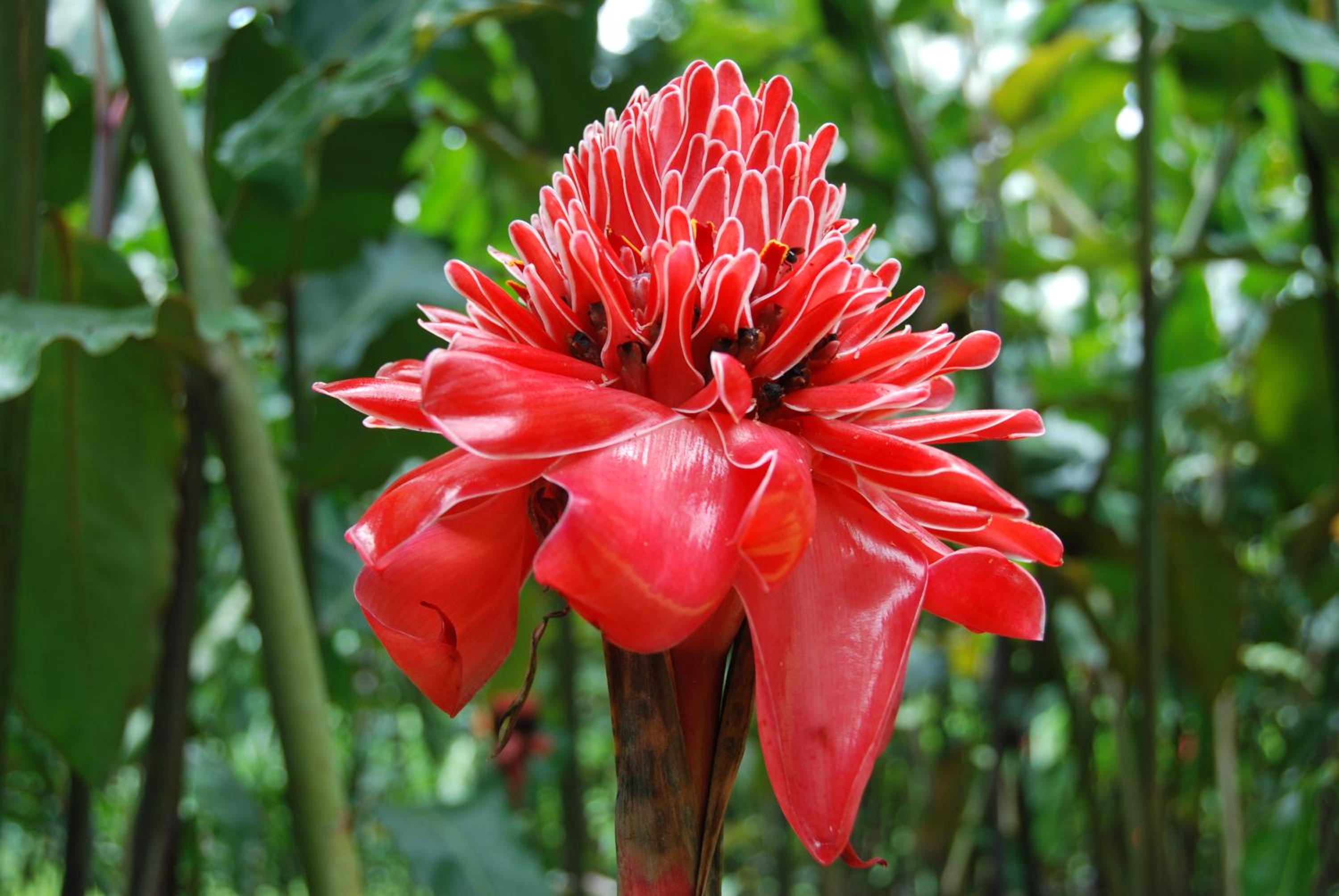 Heliconia Island