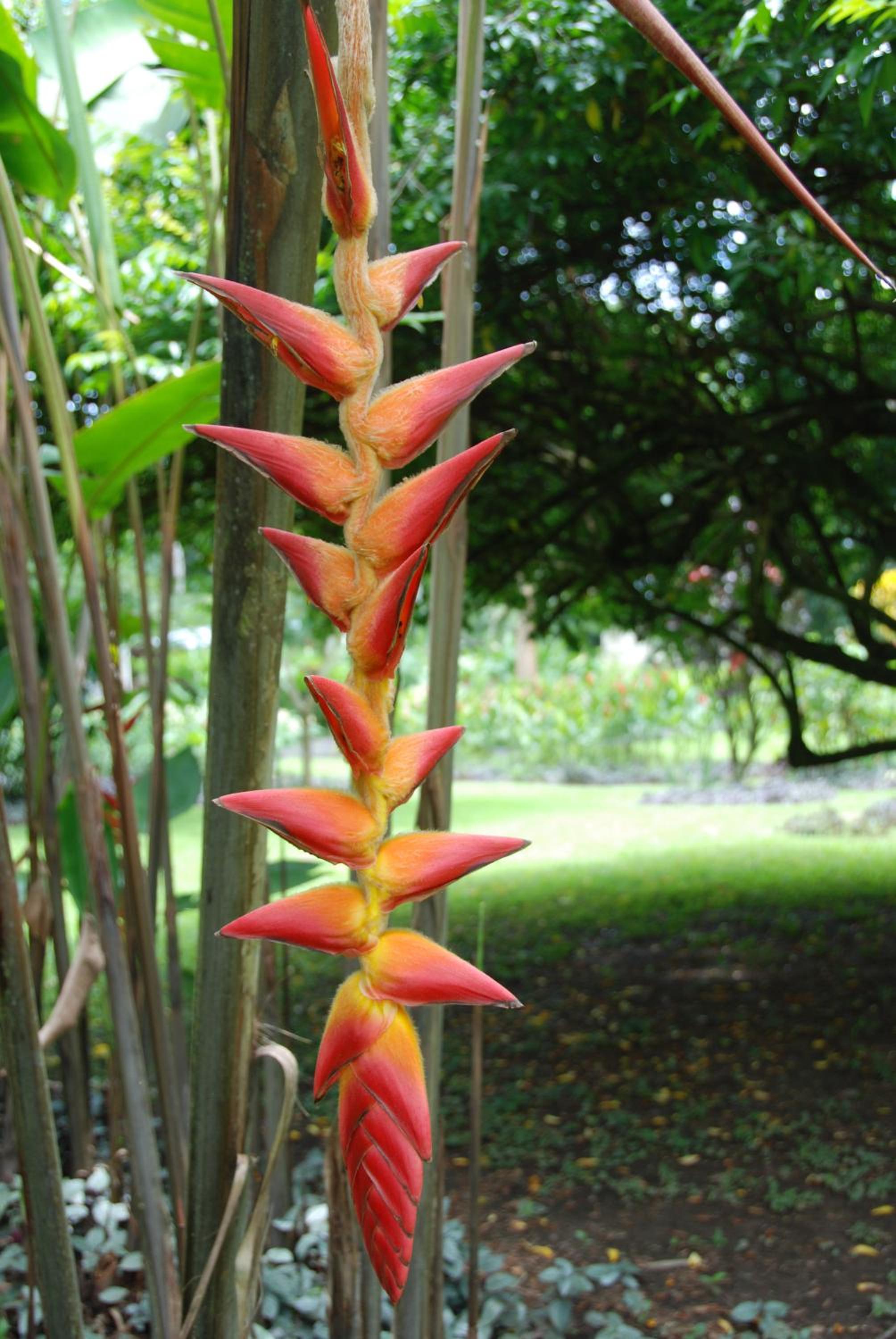 Heliconia Island