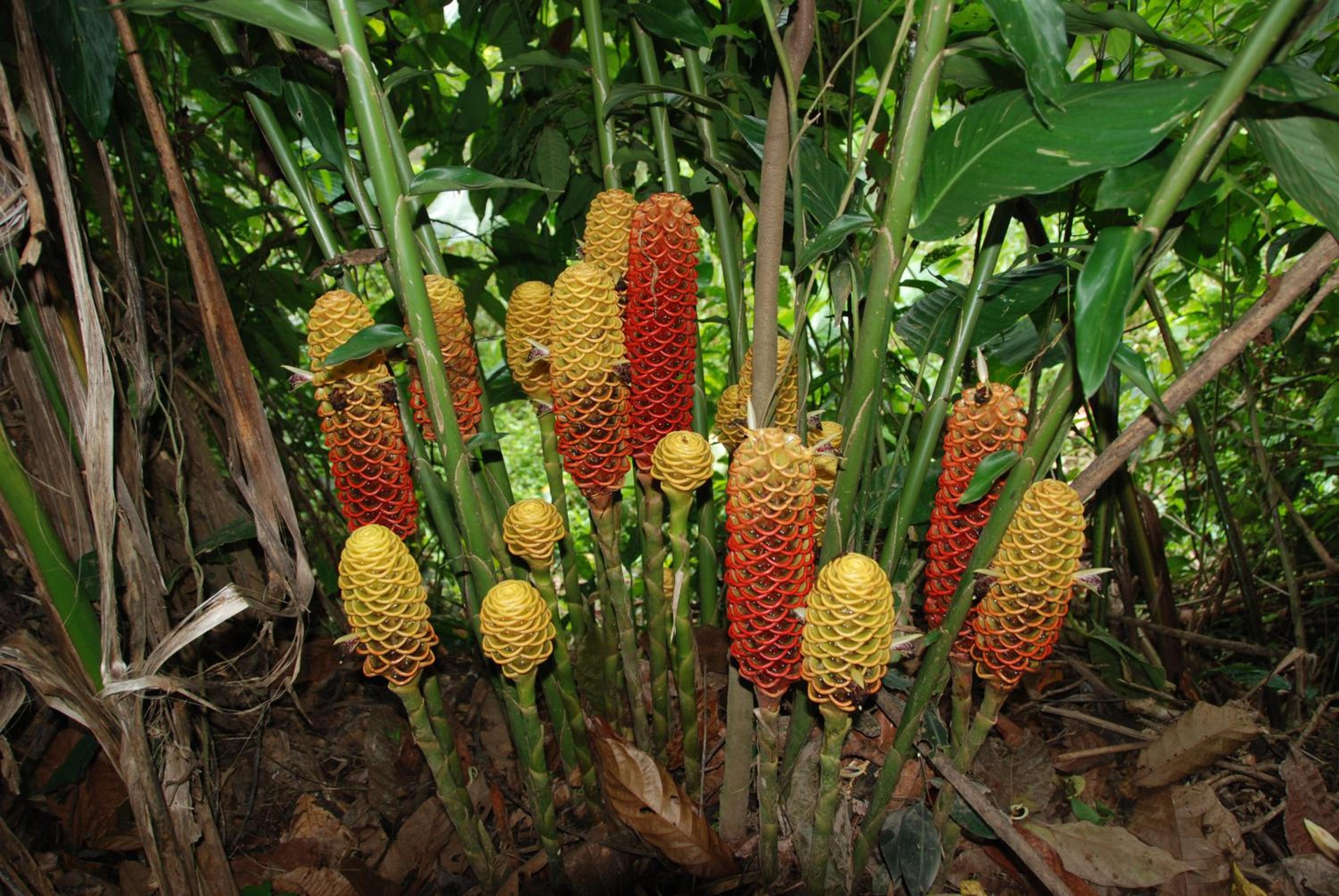 Heliconia Island