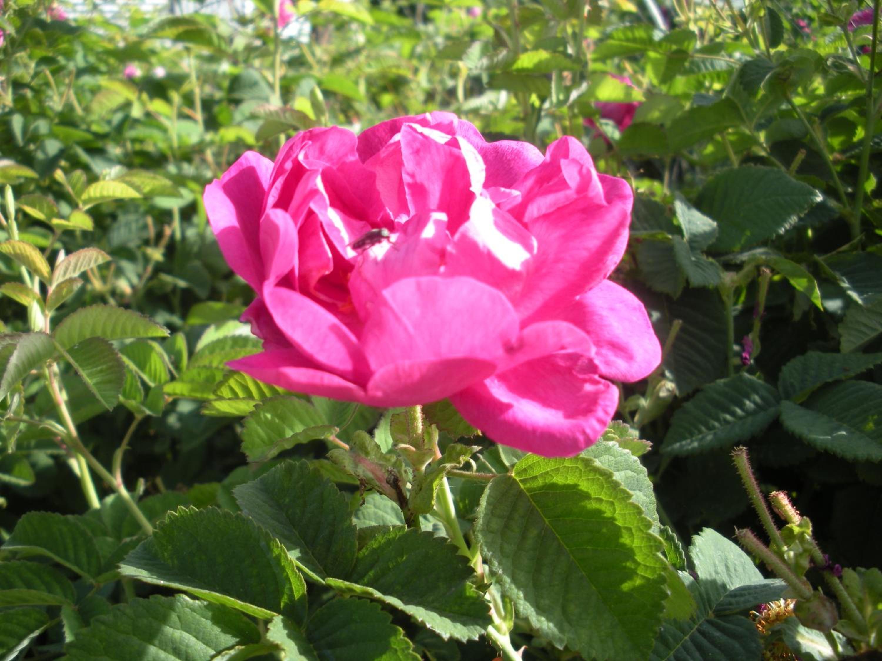 Photo 12