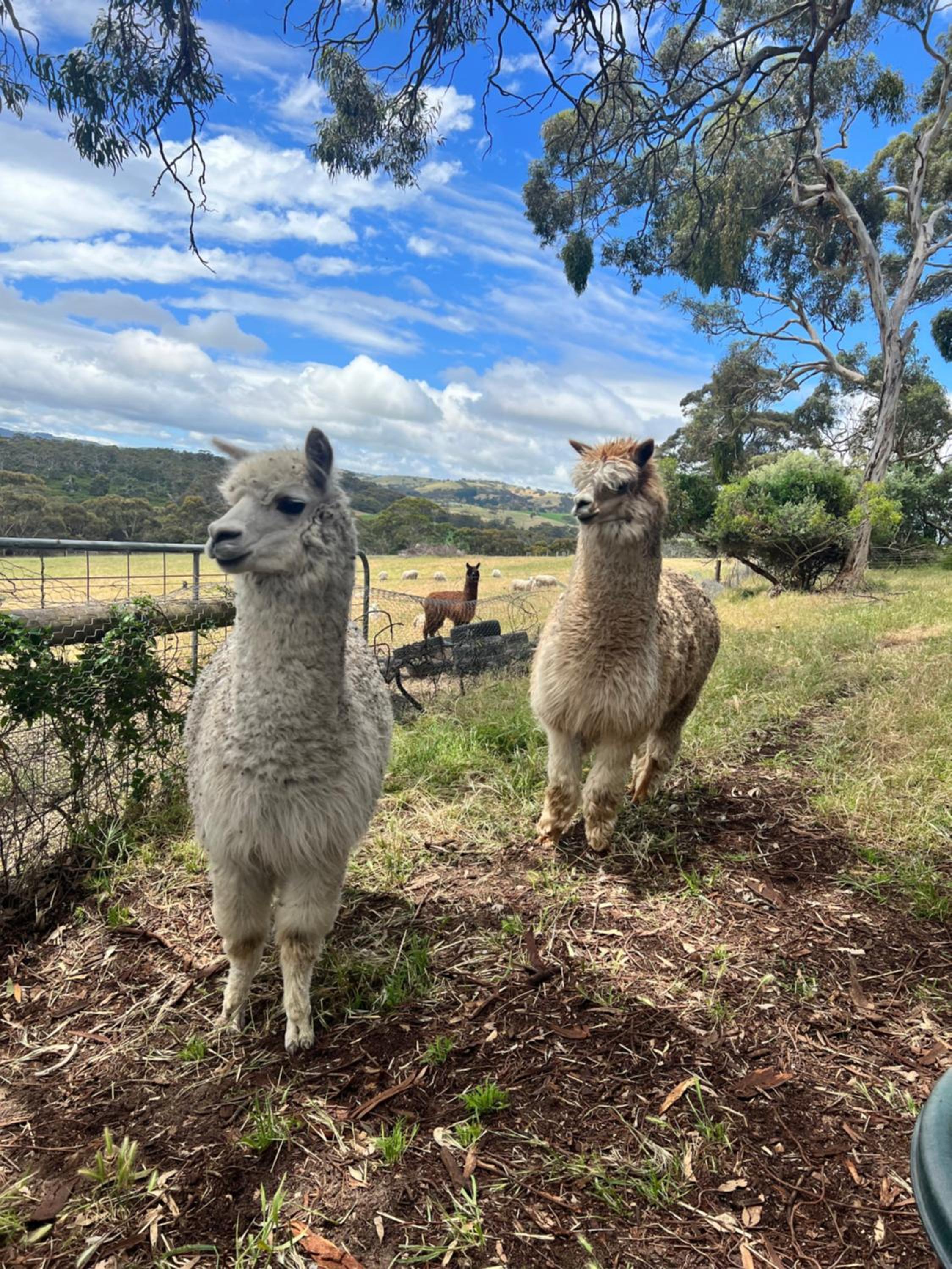 Allusion Farmstay and Vineyard Units
