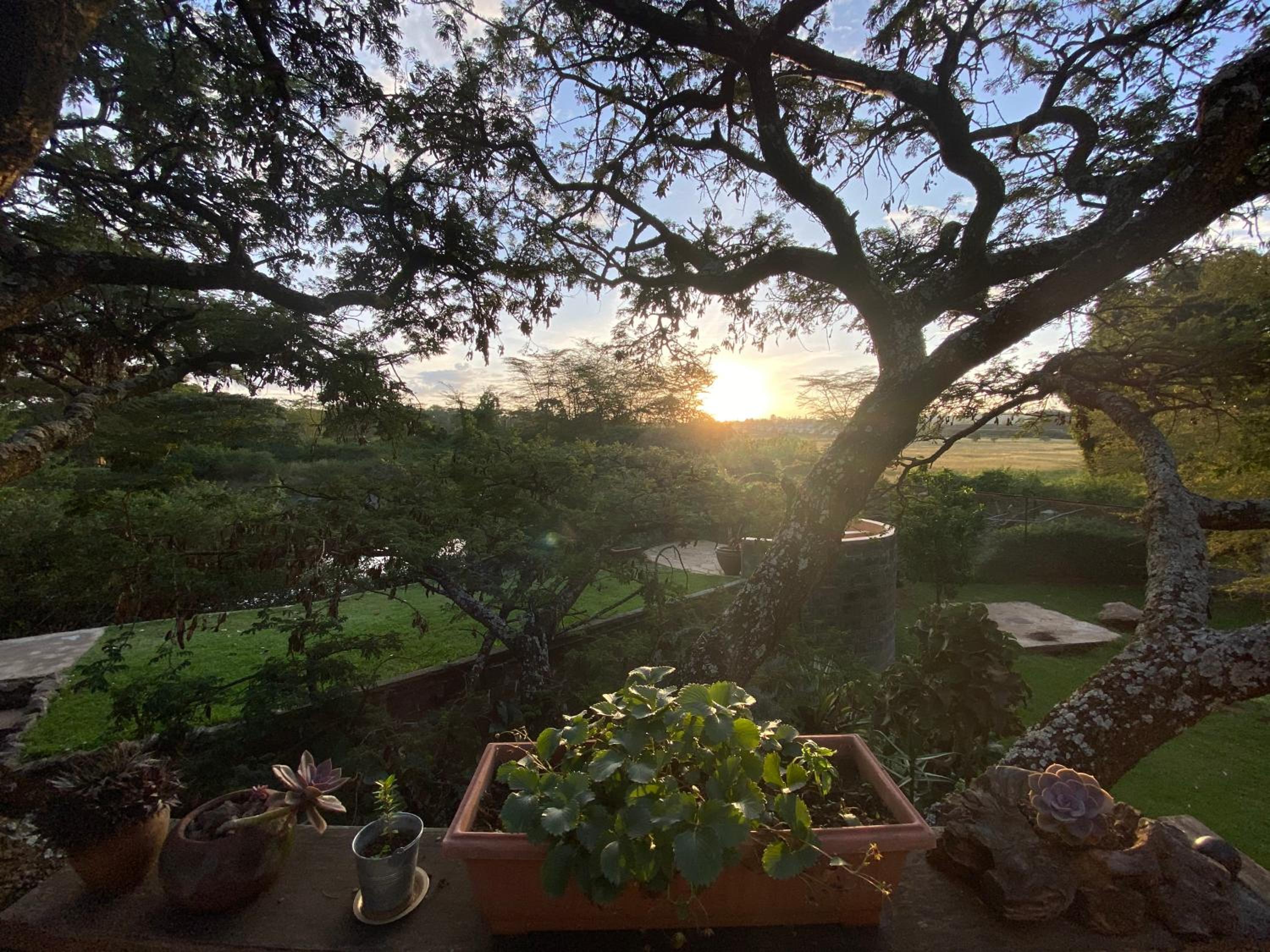 The Treehouse view 5