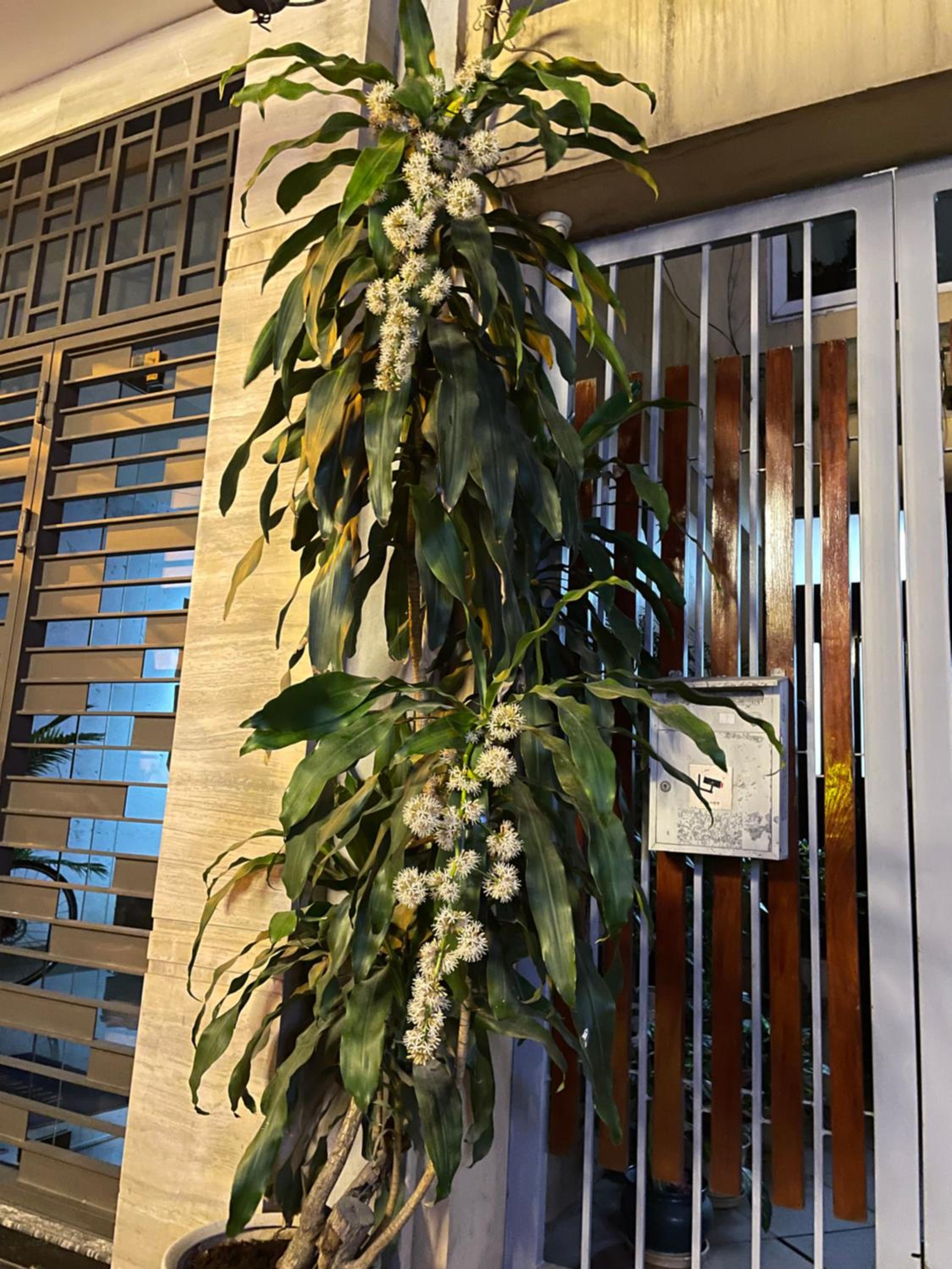 May Residence-800m from Opera House
