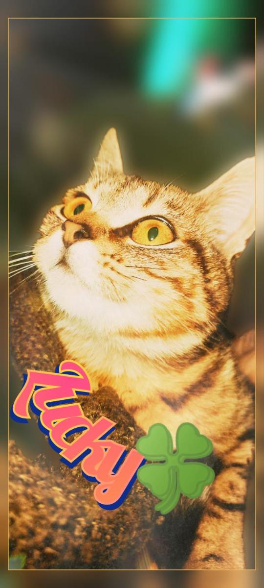 Photo 35