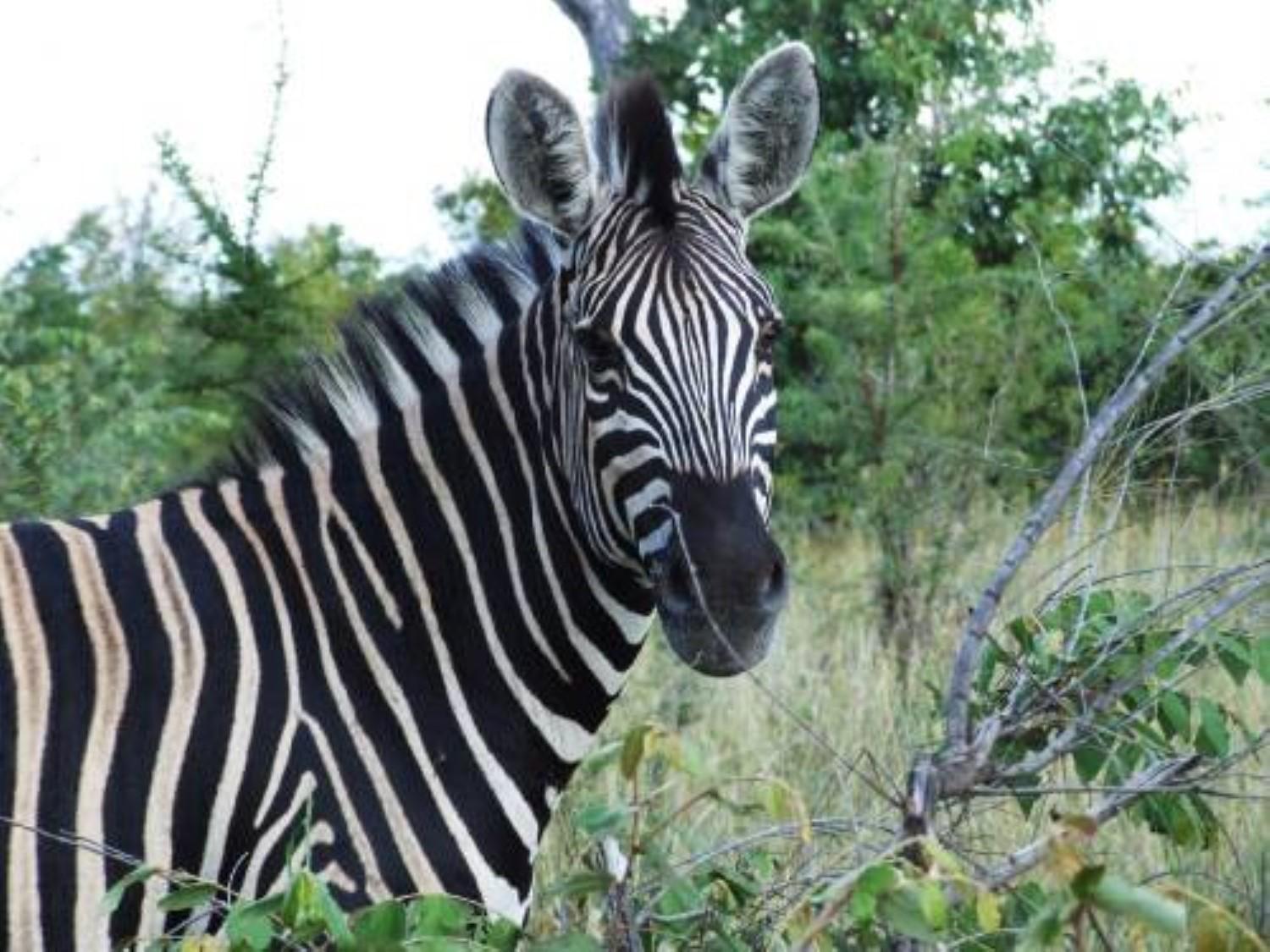 Shikwari Nature Reserve