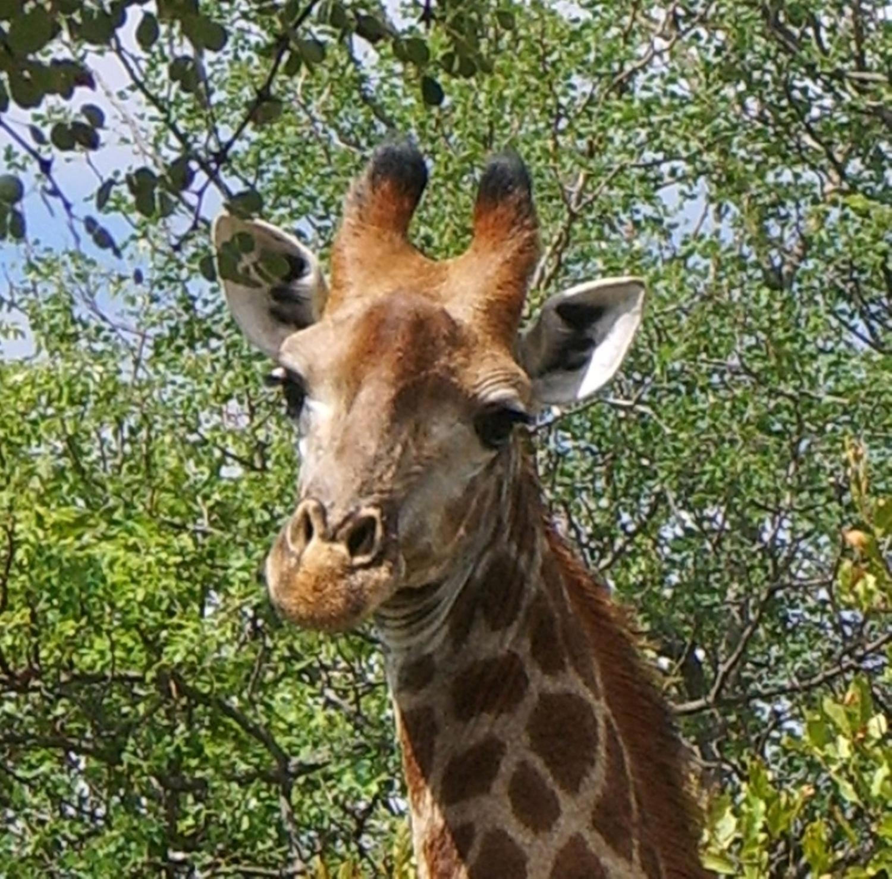 Shikwari Nature Reserve
