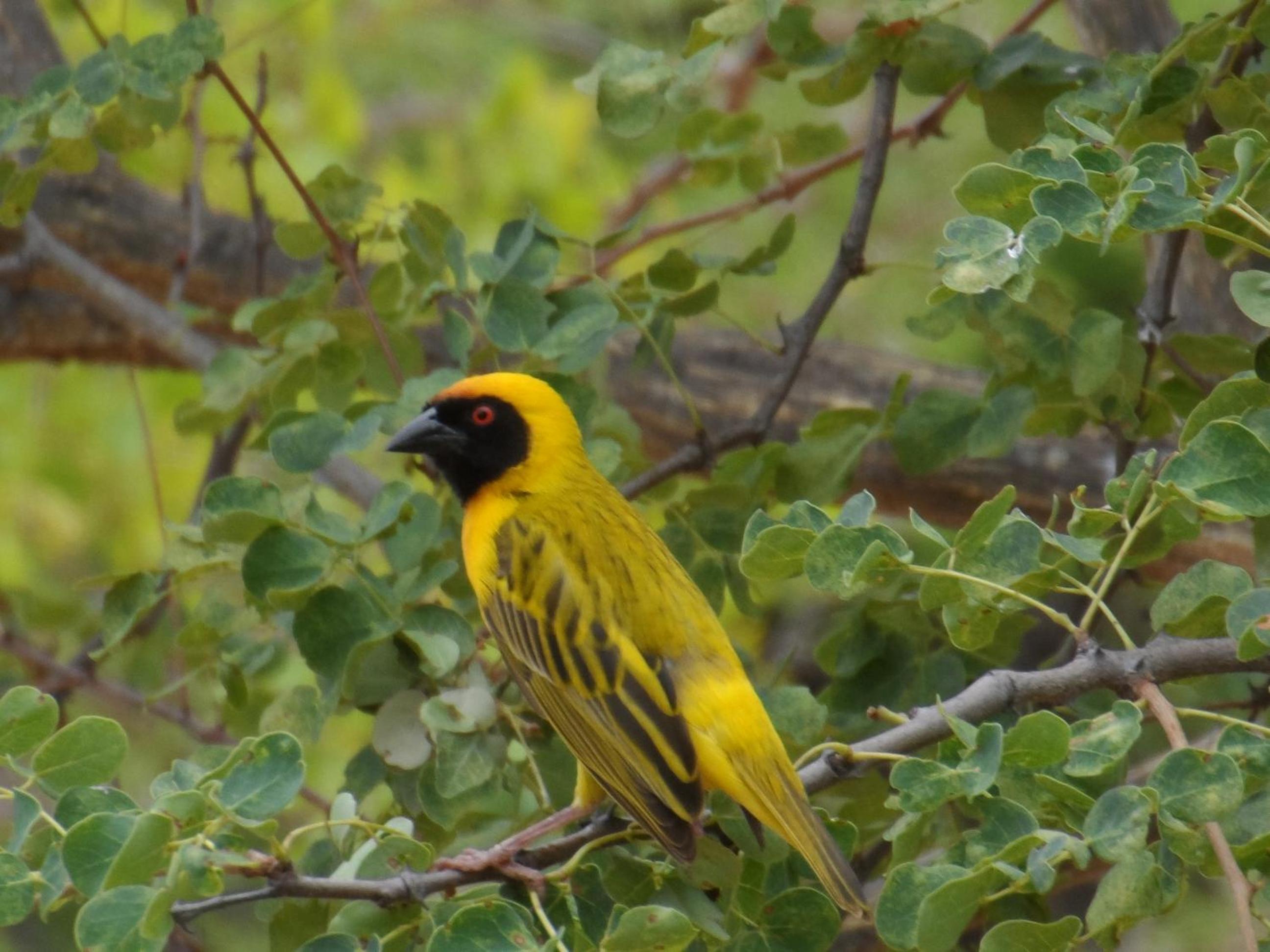 Shikwari Nature Reserve