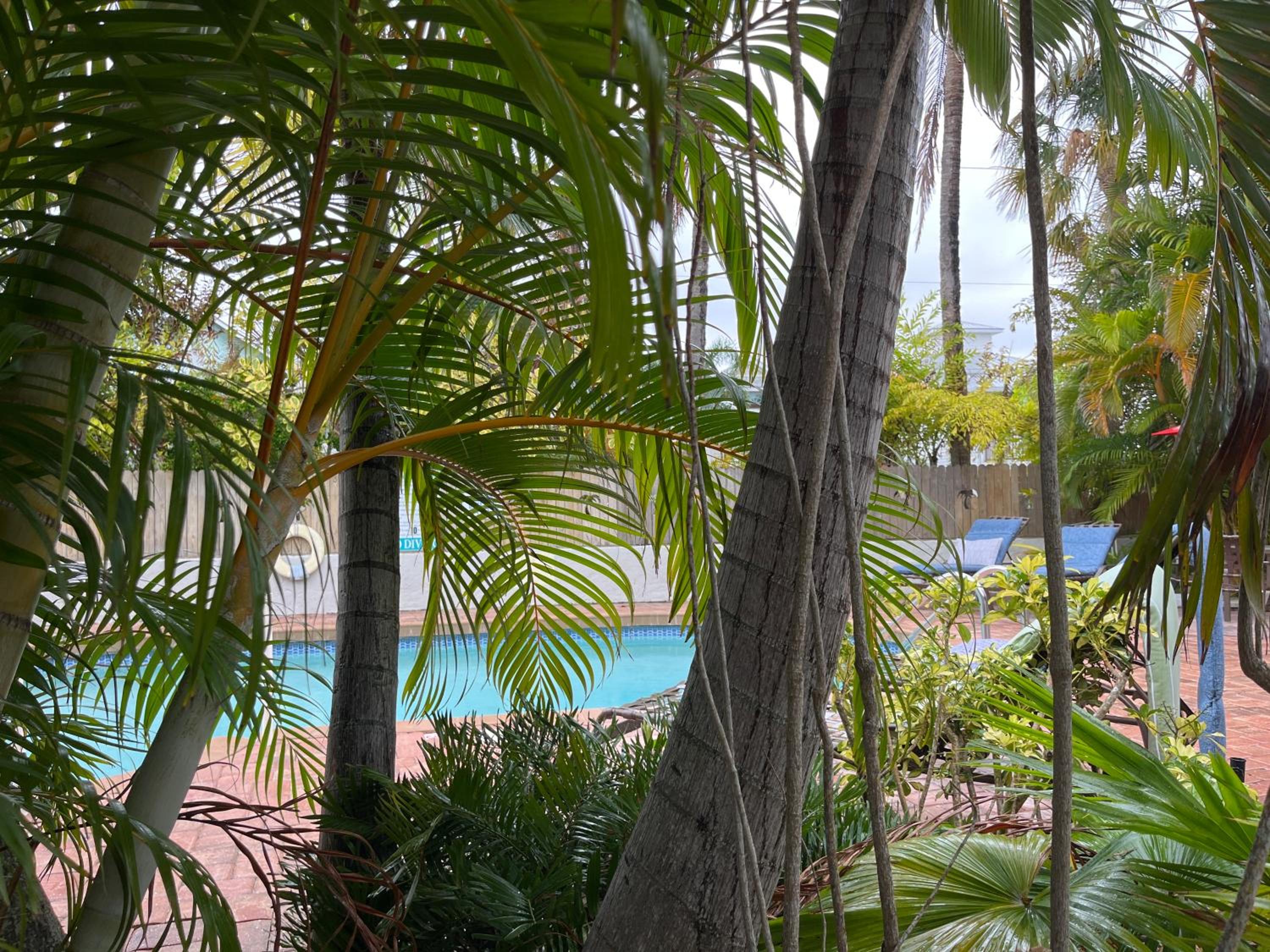 An Island Getaway at Palm Tree Villas