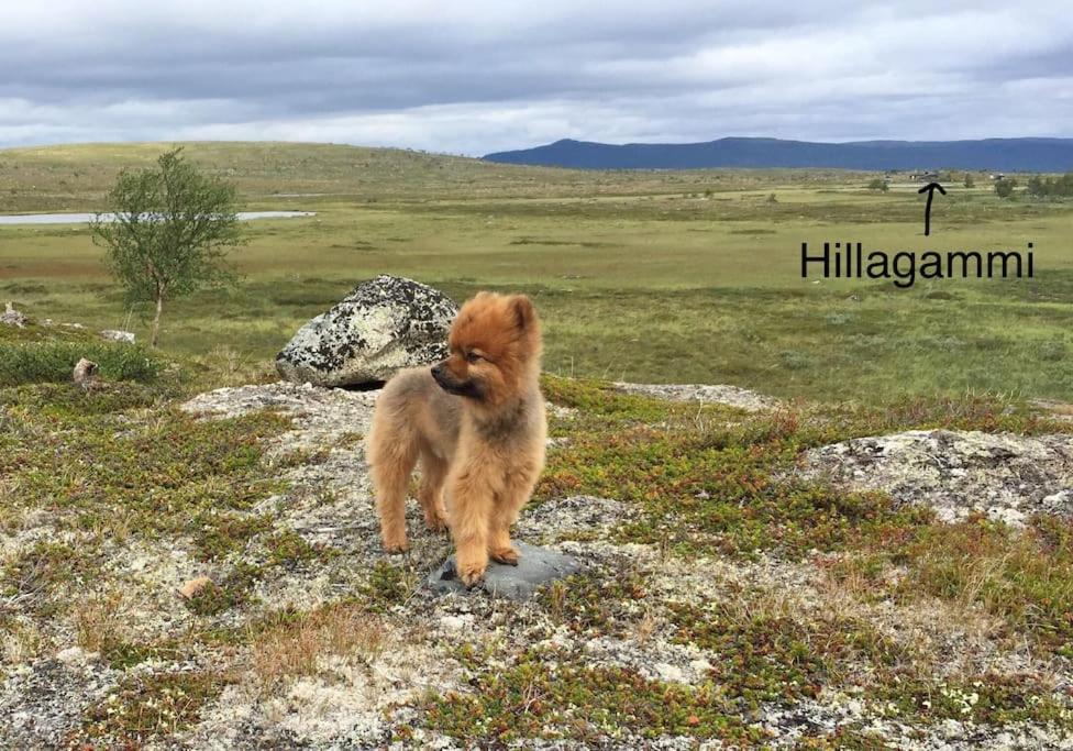 Hillagammi, the unique beauty in the Wilderness view 5